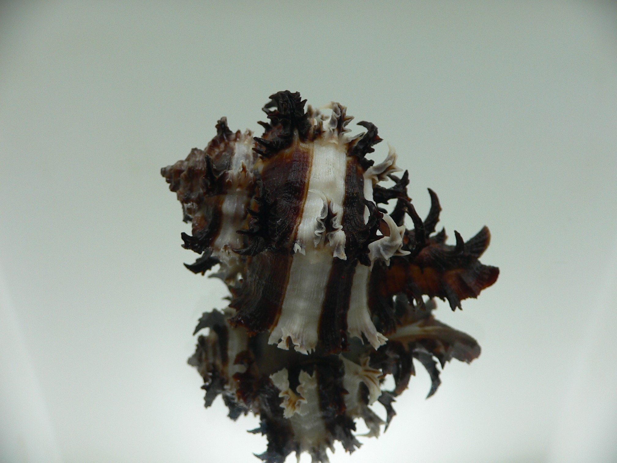 Hexaplex cichoreum SUPER COLORS