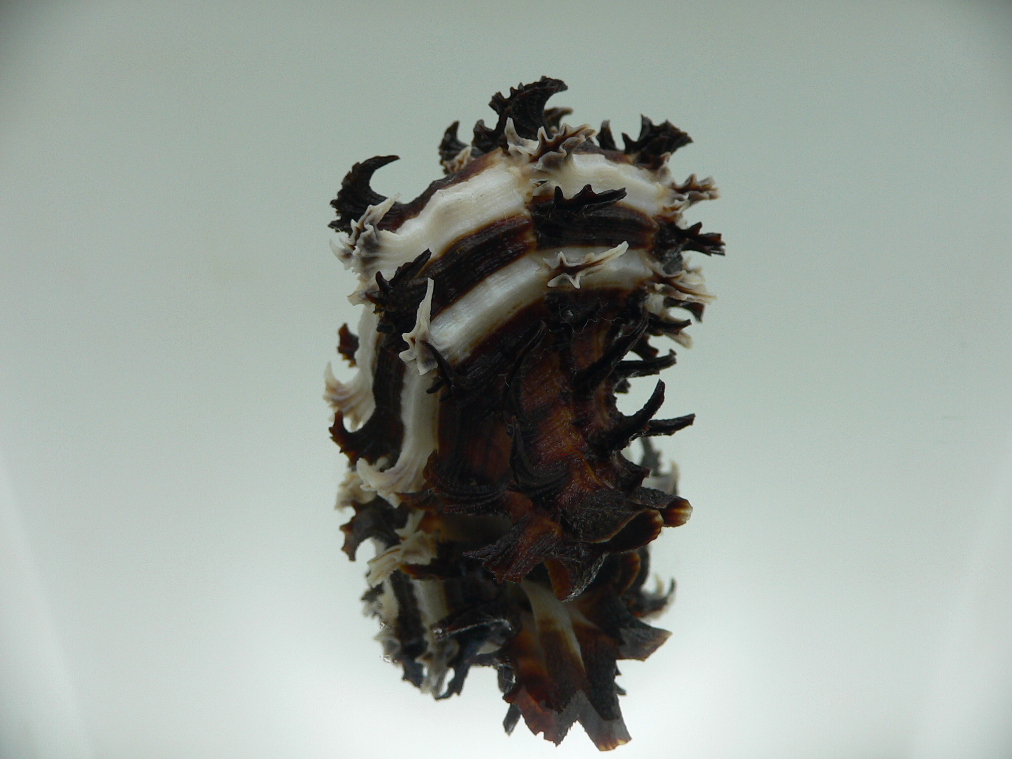 Hexaplex cichoreum SUPER COLORS