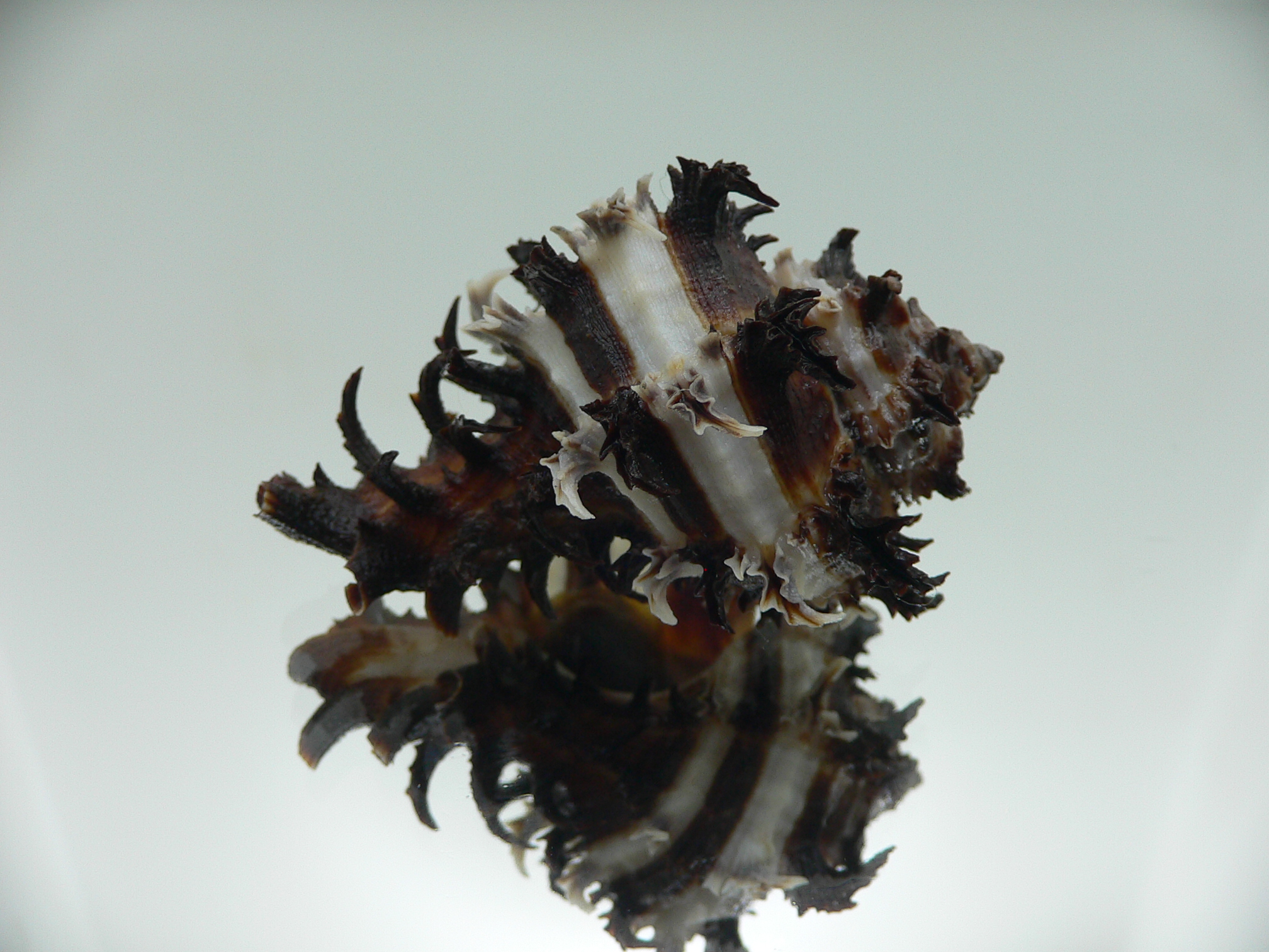 Hexaplex cichoreum SUPER COLORS