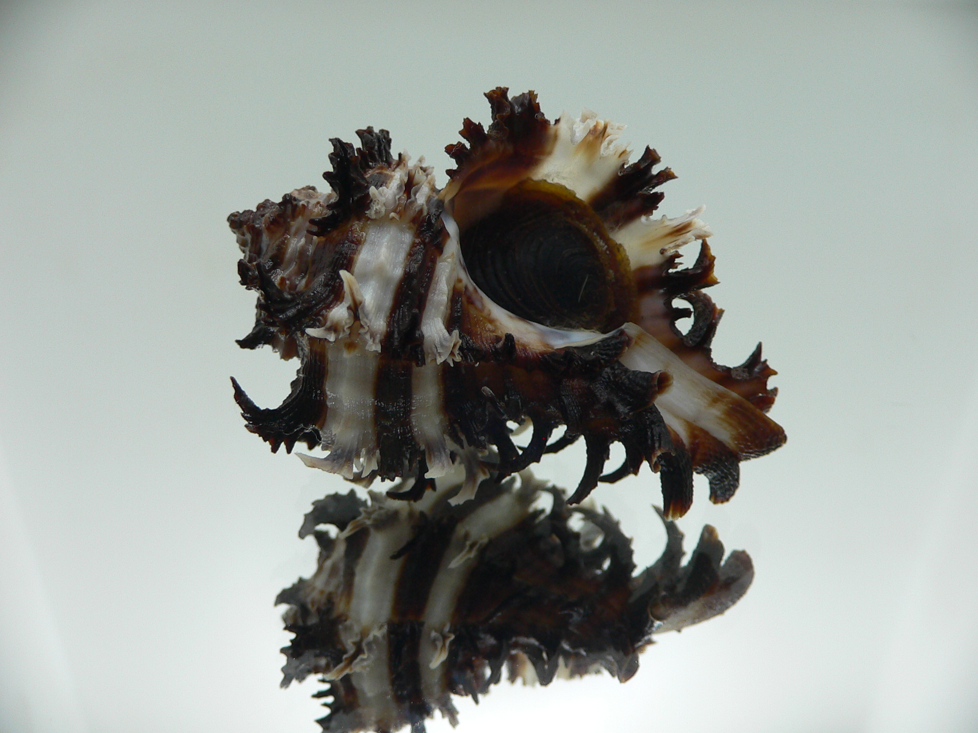 Hexaplex cichoreum SUPER COLORS