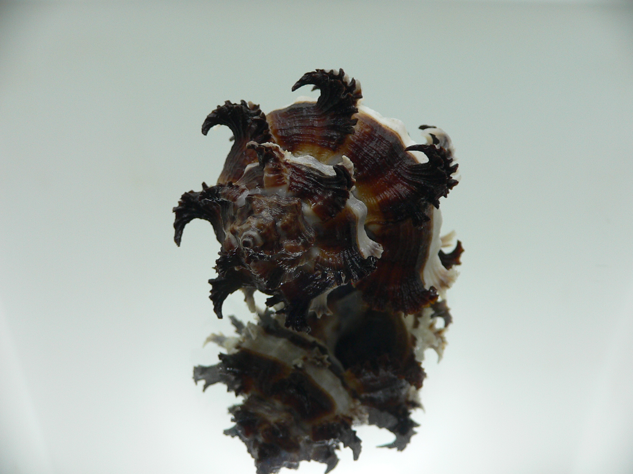 Hexaplex cichoreum SUPER COLORS