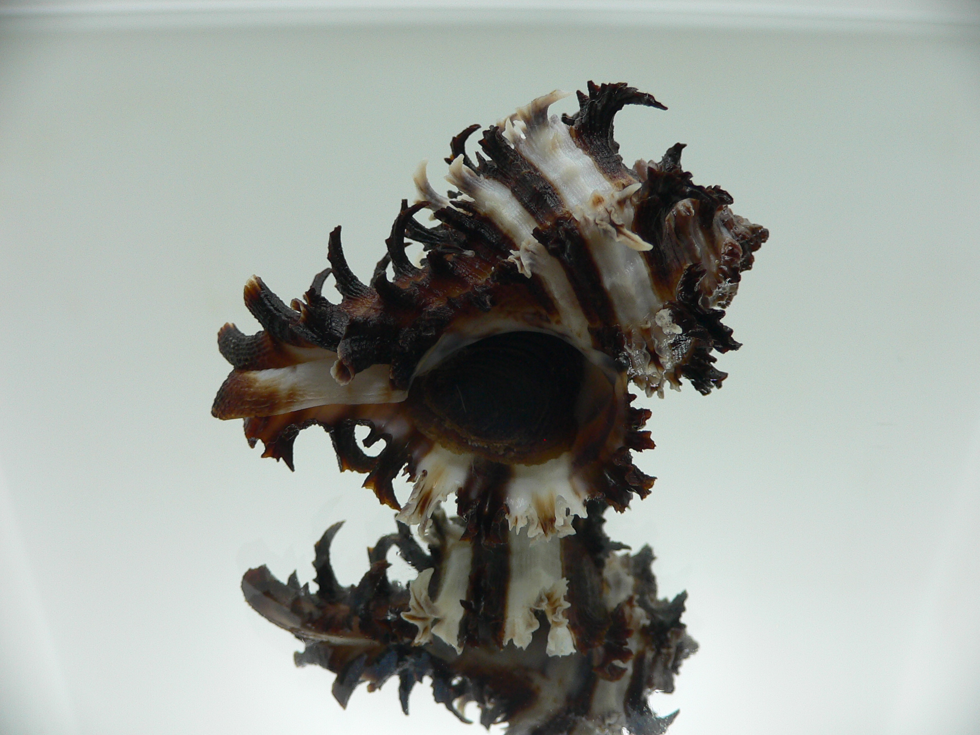 Hexaplex cichoreum SUPER COLORS