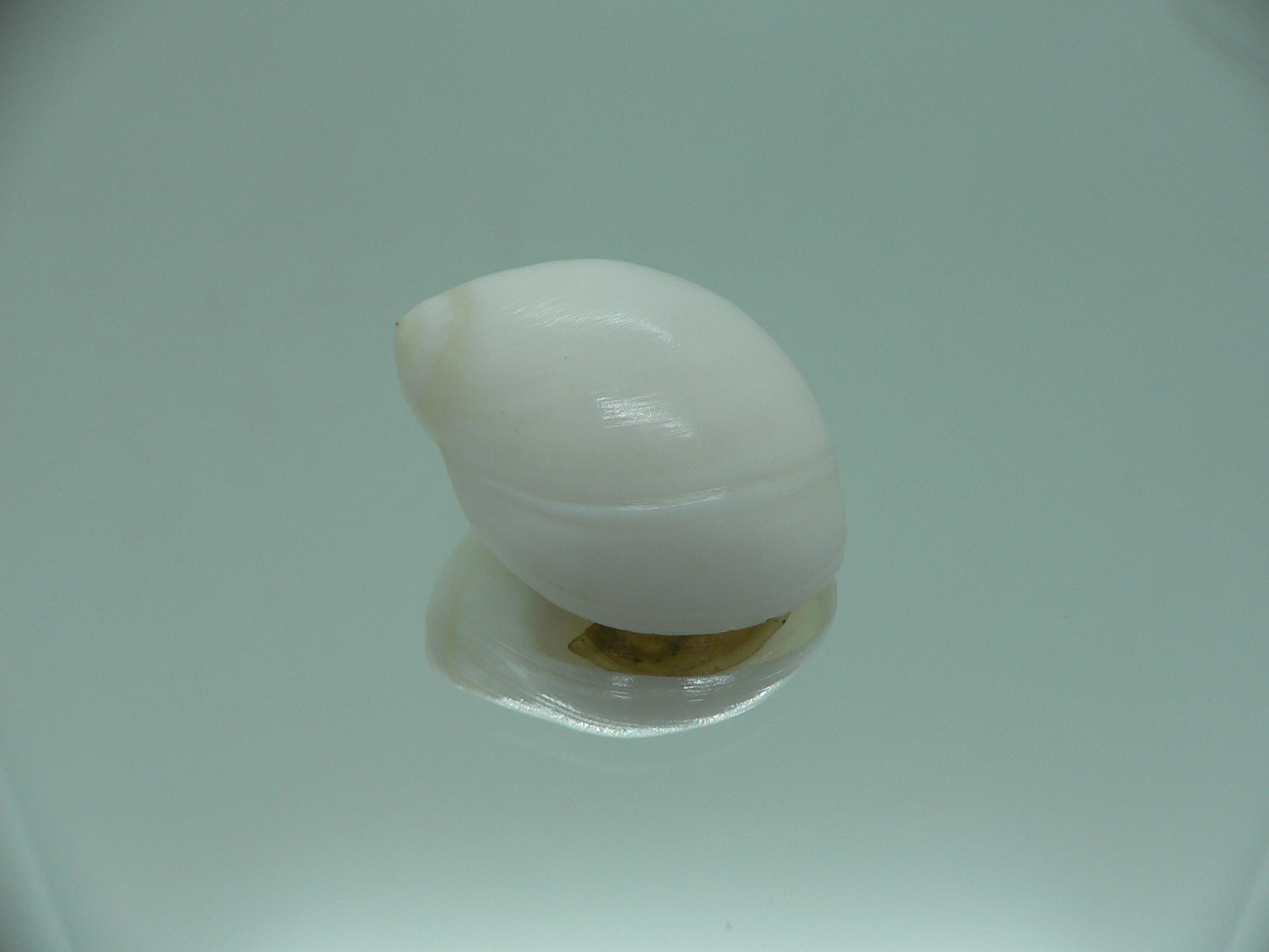 Polinices mammila WHITE & ELONGATE