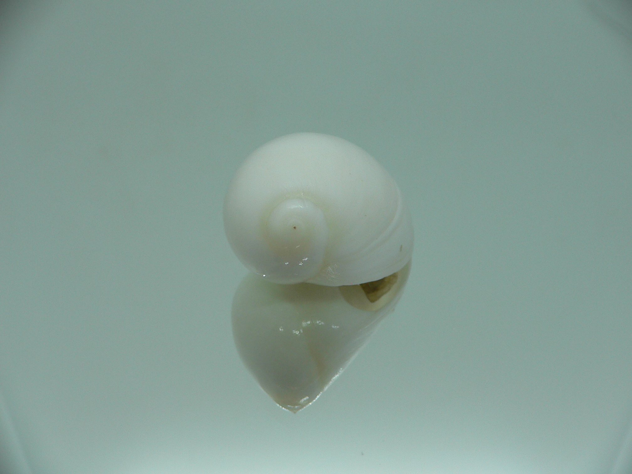 Polinices mammila WHITE & ELONGATE