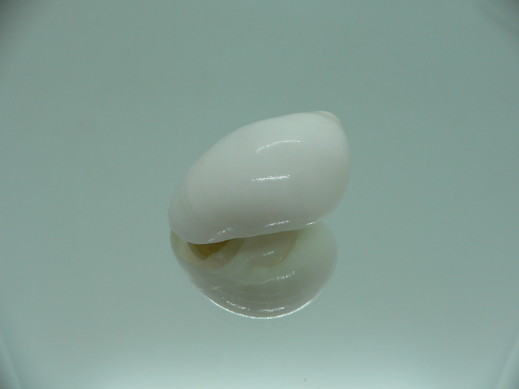 Polinices mammila WHITE & ELONGATE