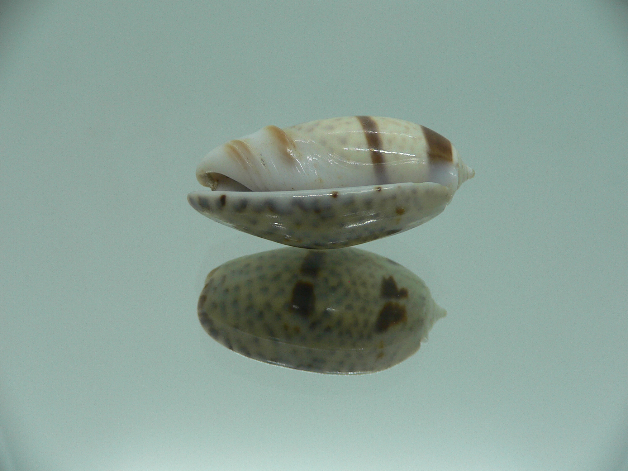 Oliva bulbosa Bicindulata (var.)