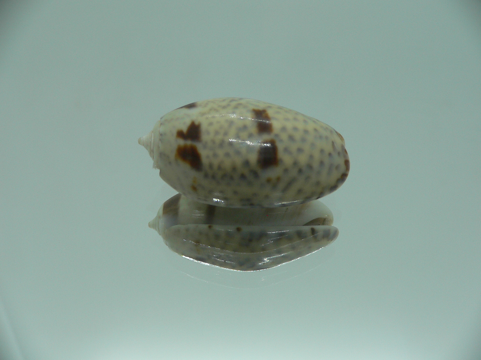 Oliva bulbosa Bicindulata (var.)