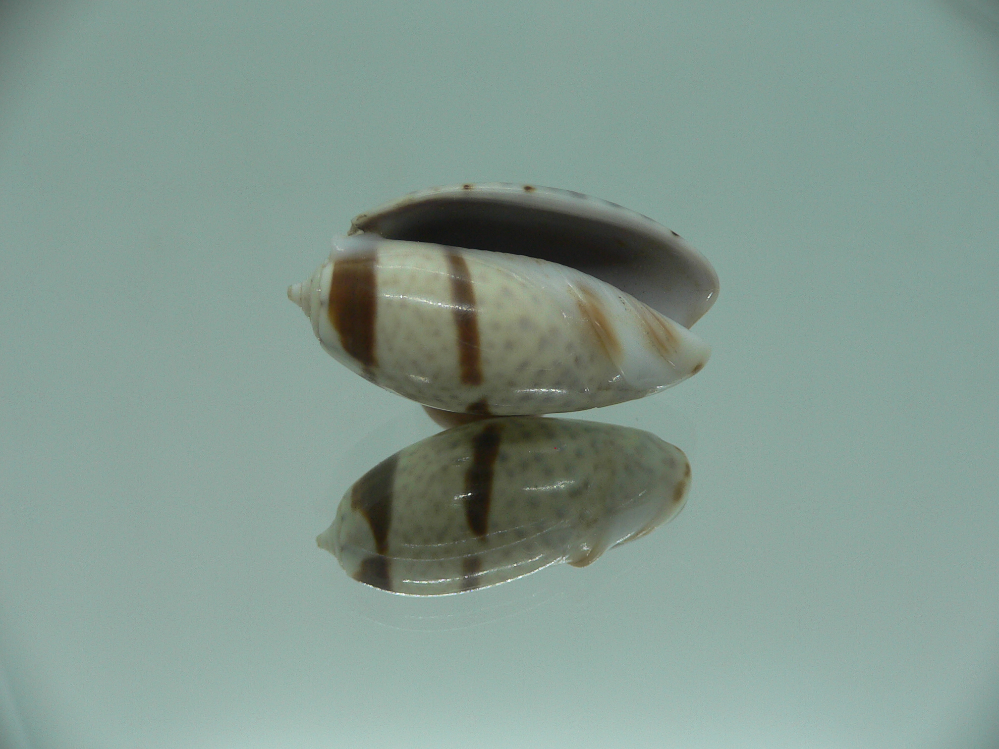 Oliva bulbosa Bicindulata (var.)