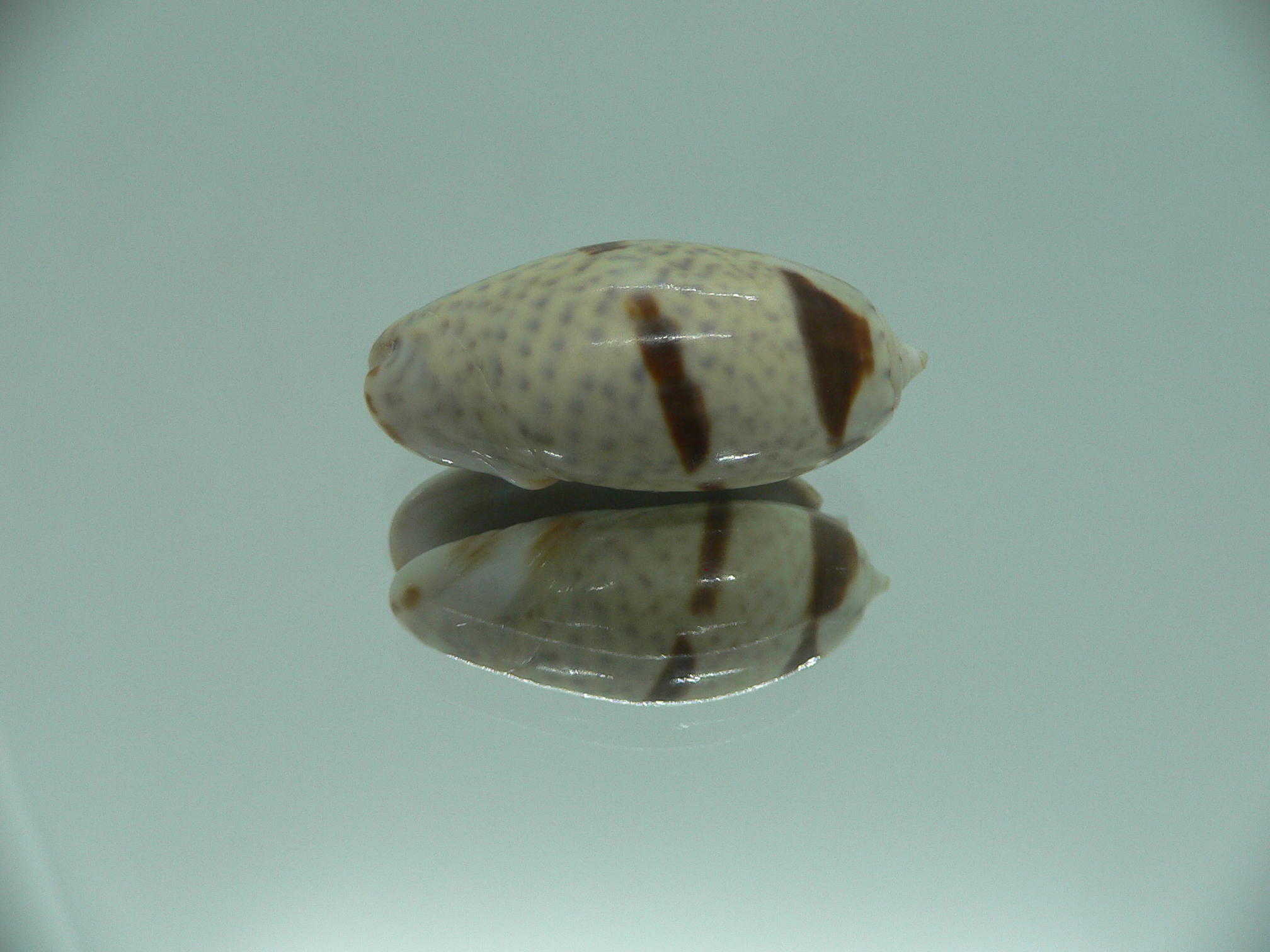 Oliva bulbosa Bicindulata (var.)