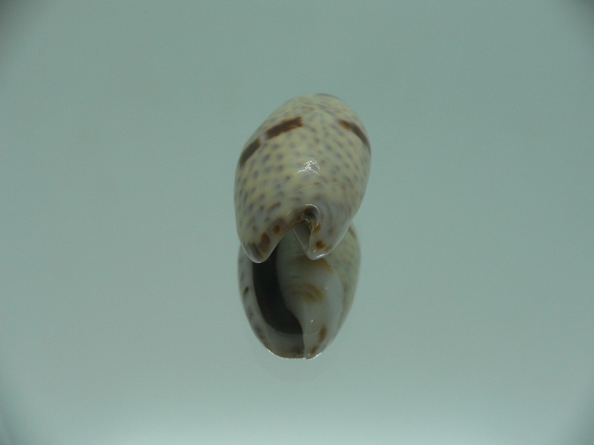 Oliva bulbosa Bicindulata (var.)