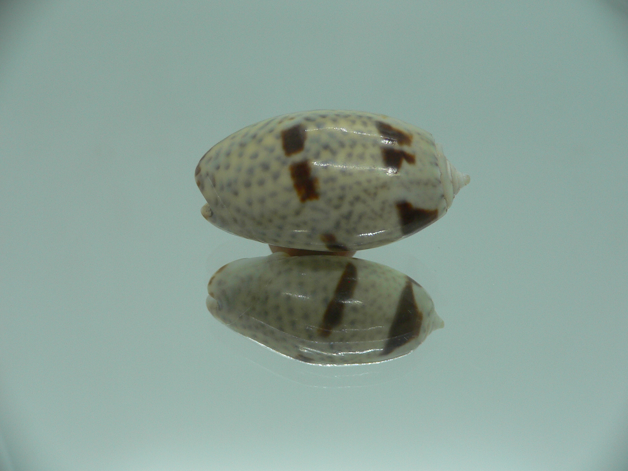 Oliva bulbosa Bicindulata (var.)