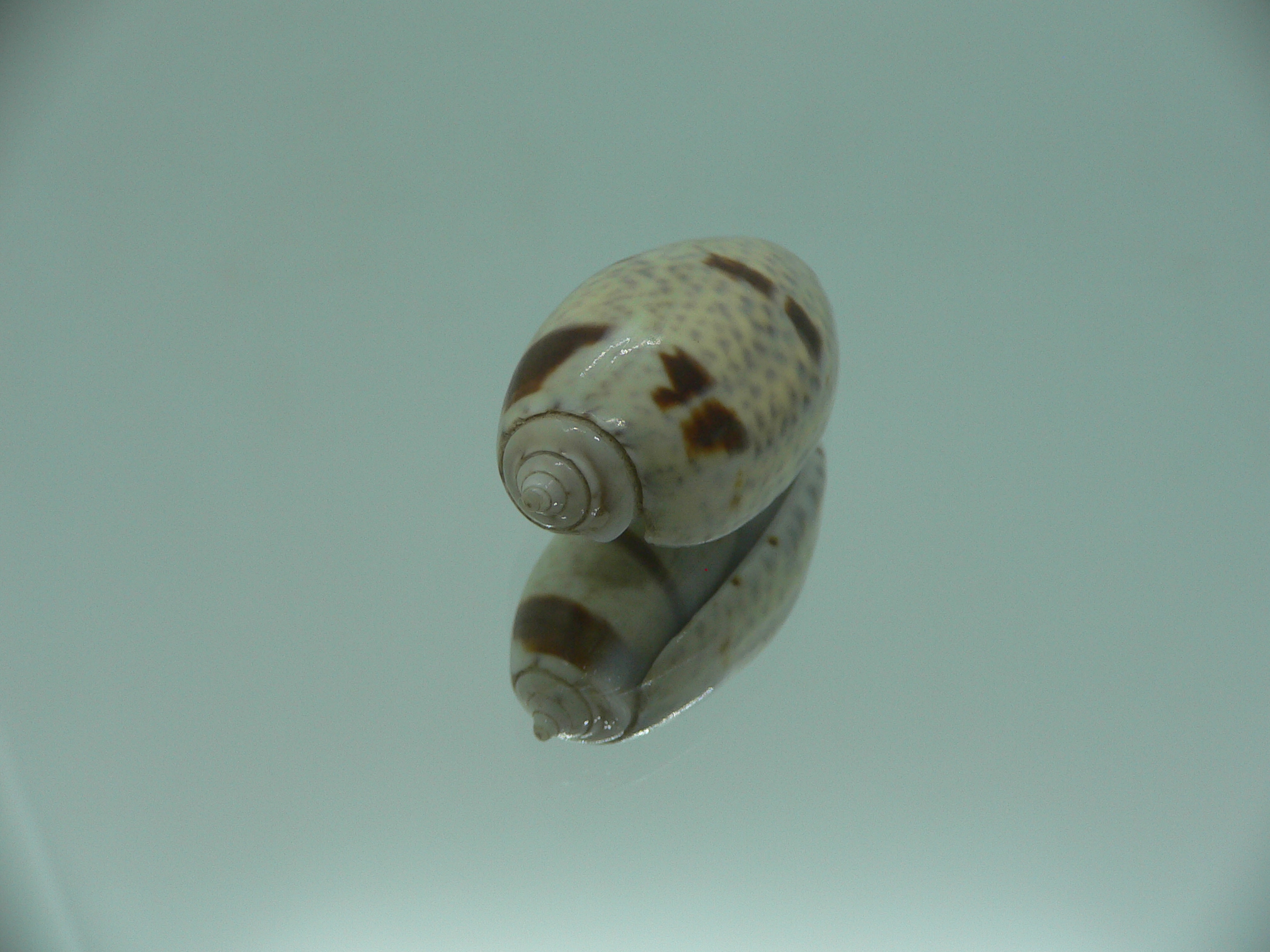 Oliva bulbosa Bicindulata (var.)