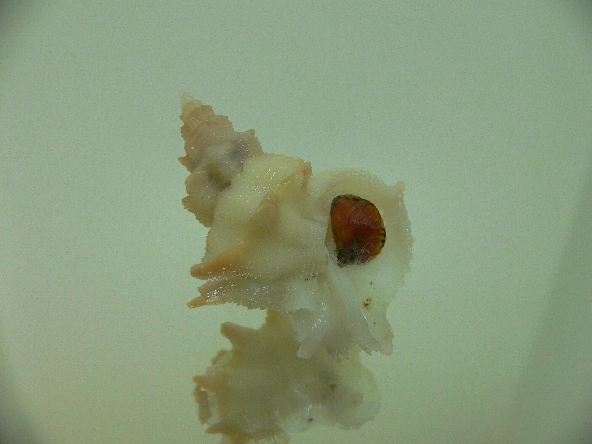 Babelomurex armatus UNUSUAL FREAK