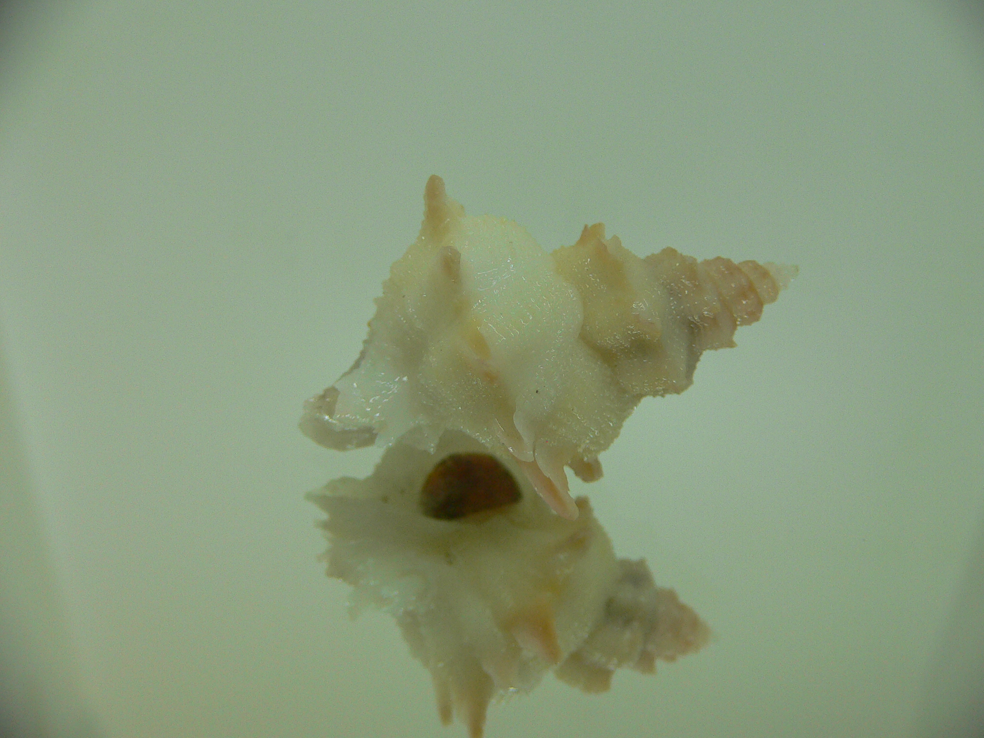 Babelomurex armatus UNUSUAL FREAK