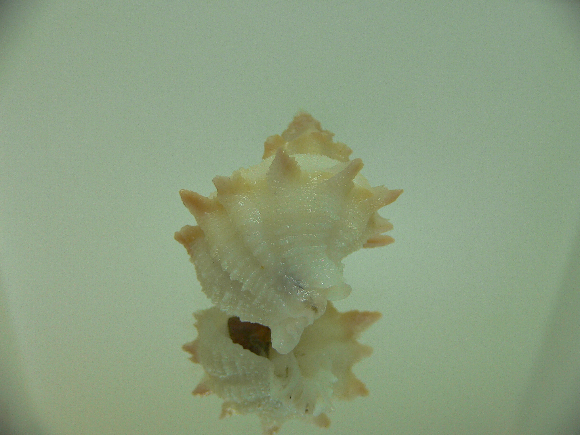 Babelomurex armatus UNUSUAL FREAK