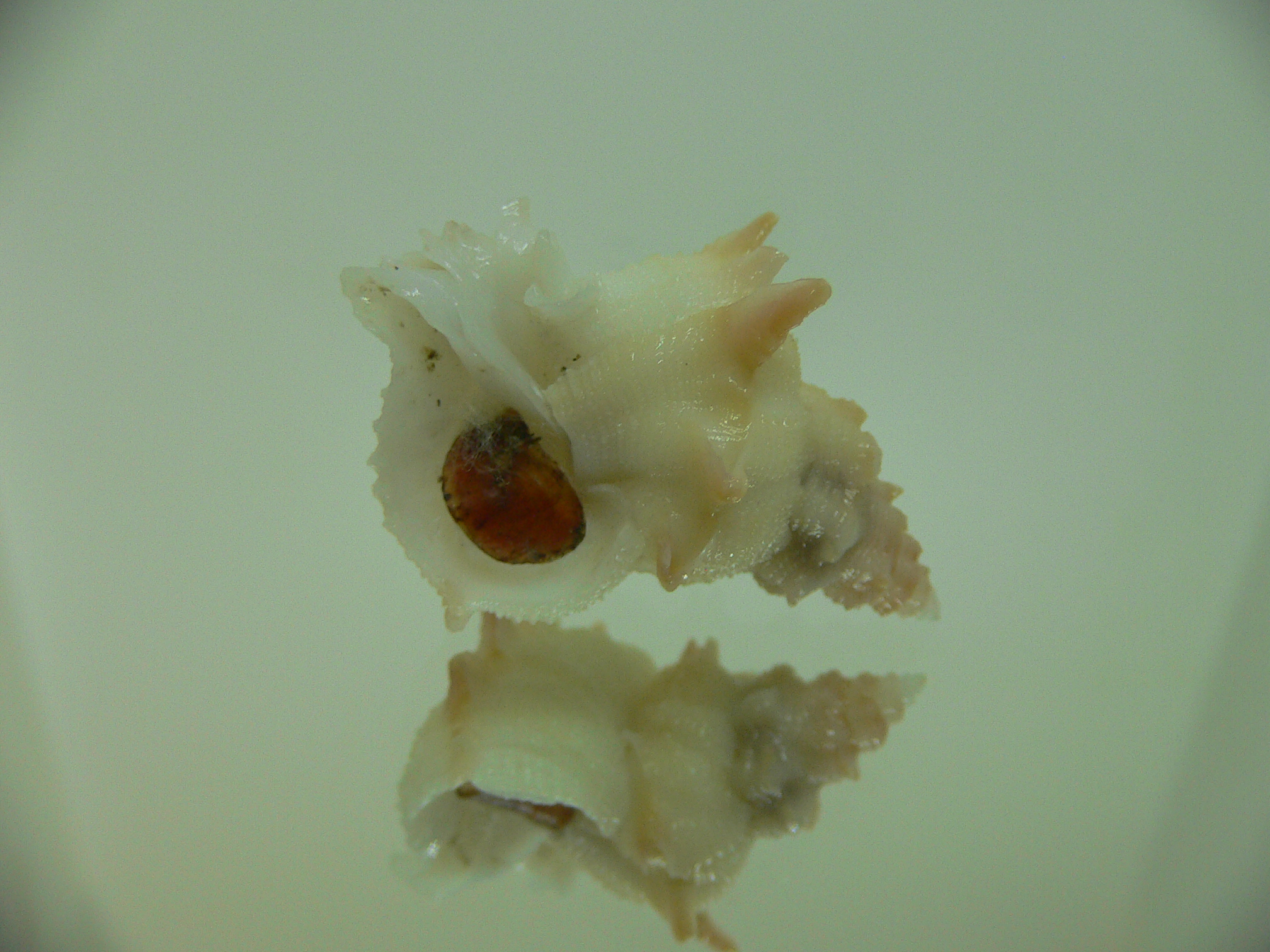 Babelomurex armatus UNUSUAL FREAK