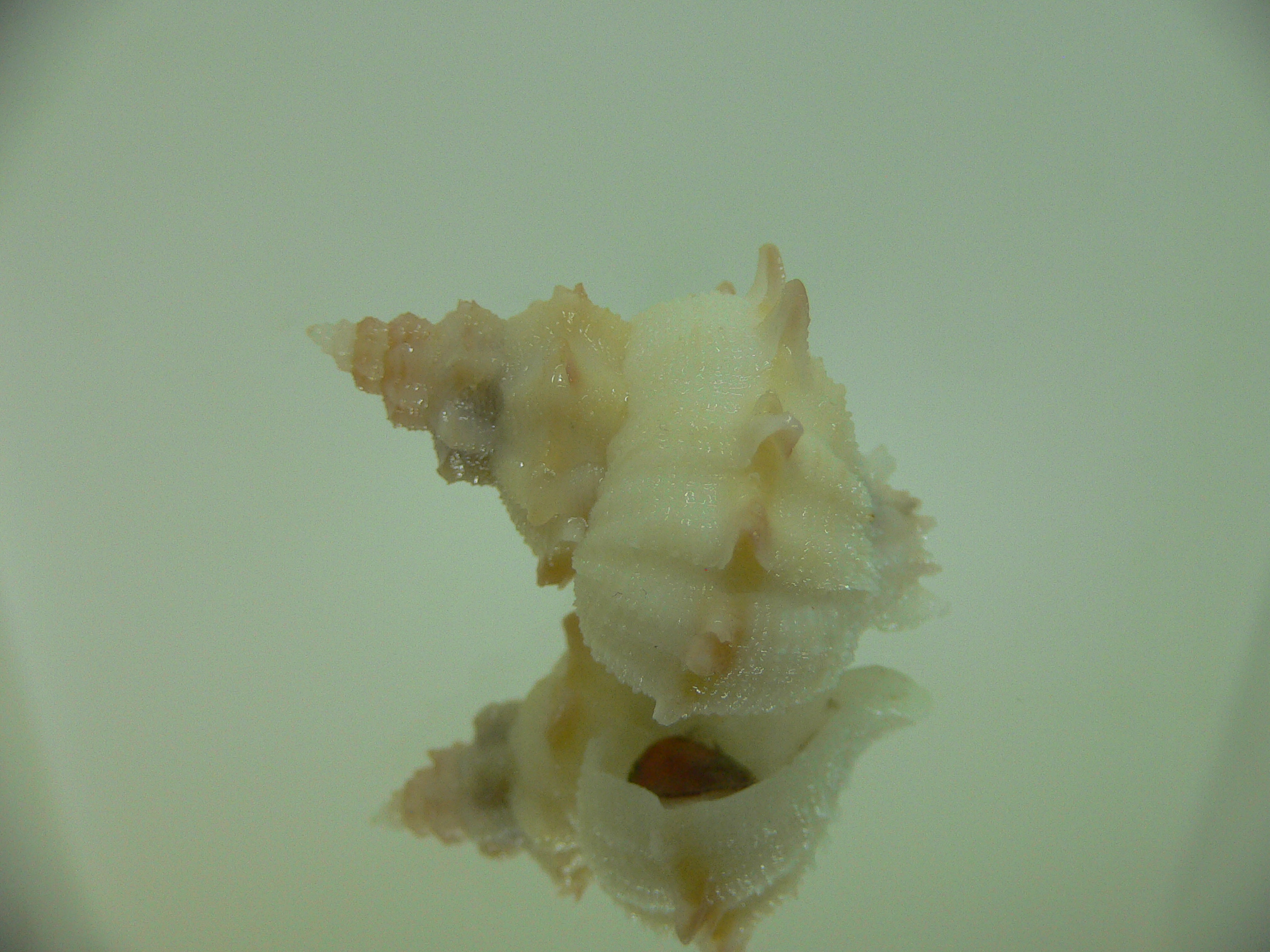 Babelomurex armatus UNUSUAL FREAK