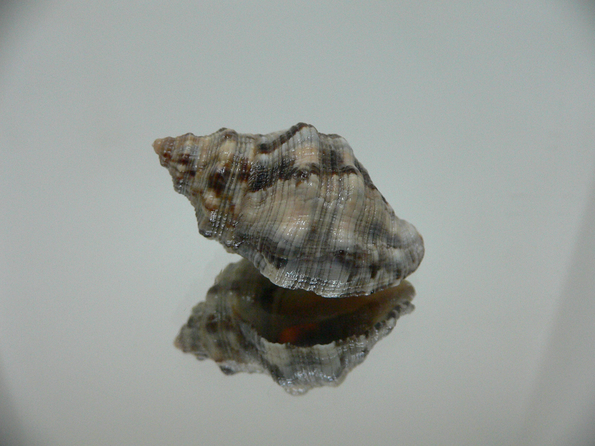 Reishia luteostoma COMBI COLOR