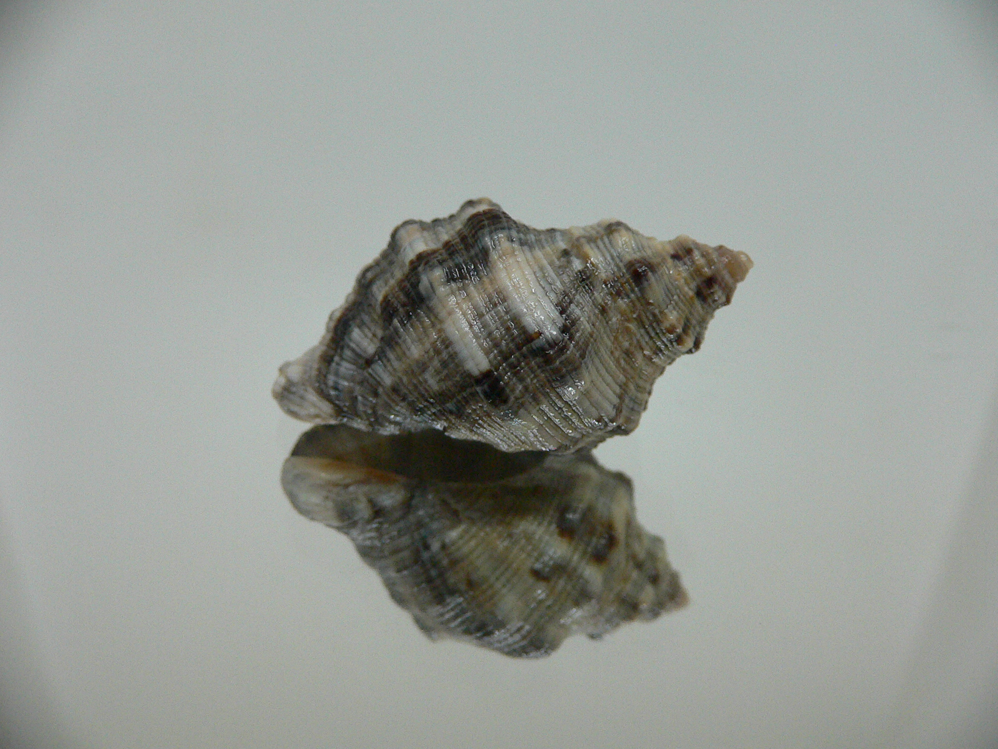 Reishia luteostoma COMBI COLOR