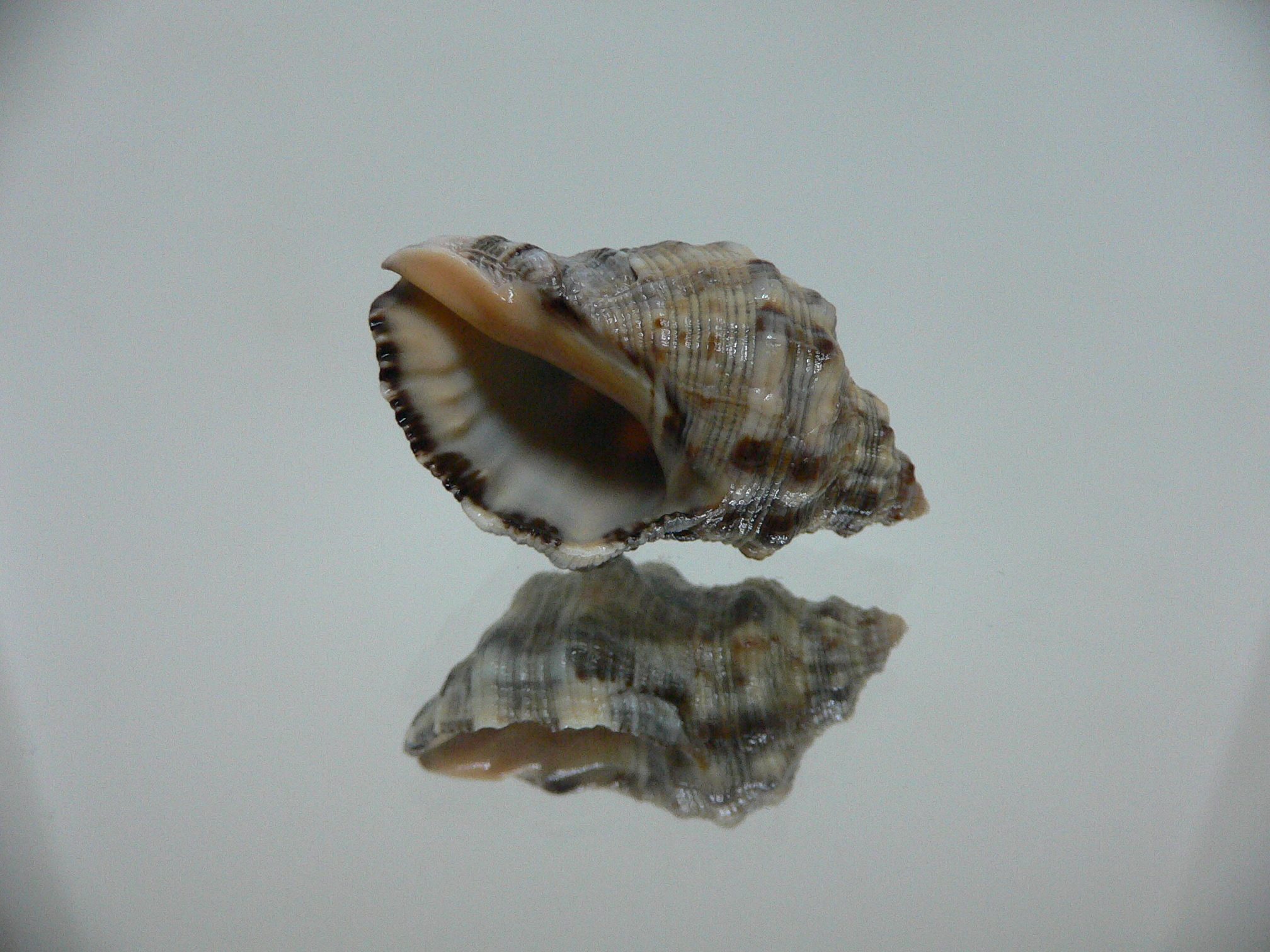 Reishia luteostoma COMBI COLOR