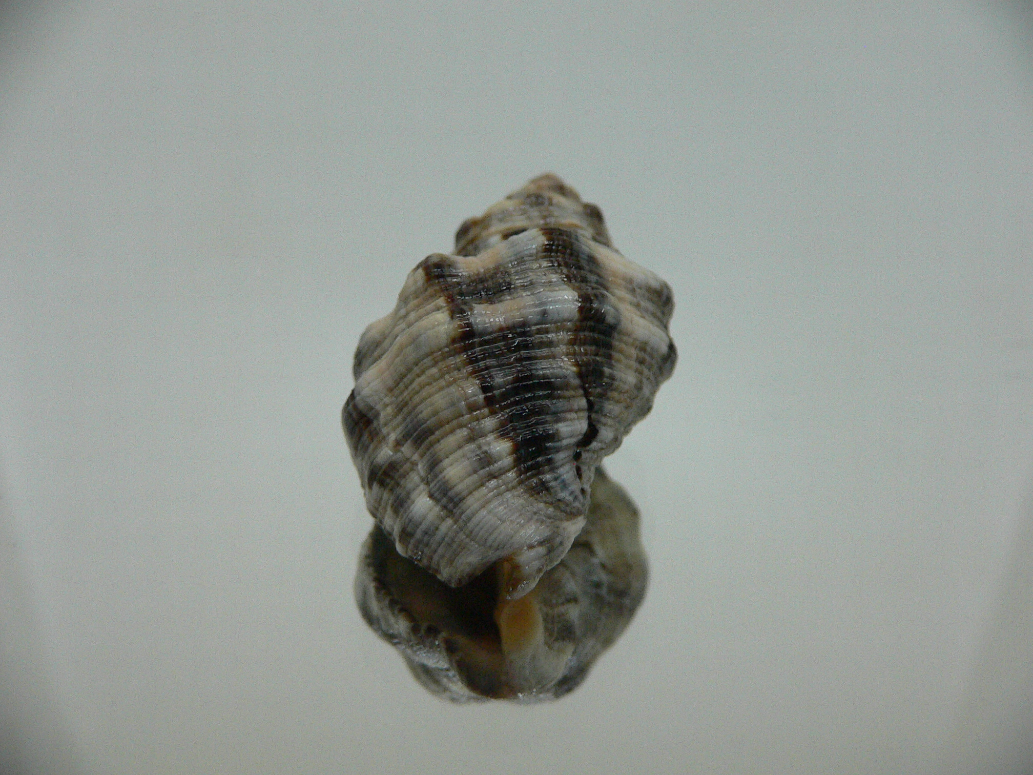 Reishia luteostoma COMBI COLOR