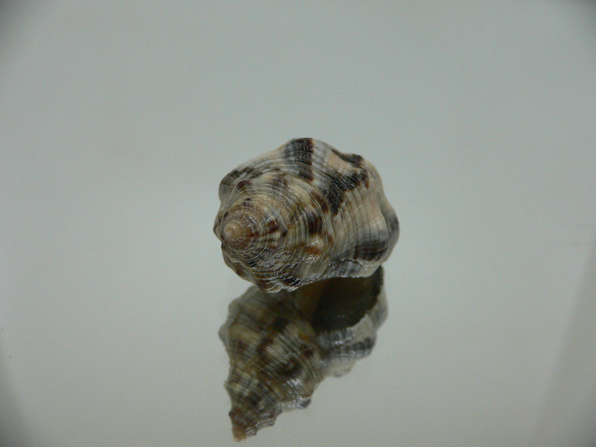 Reishia luteostoma COMBI COLOR