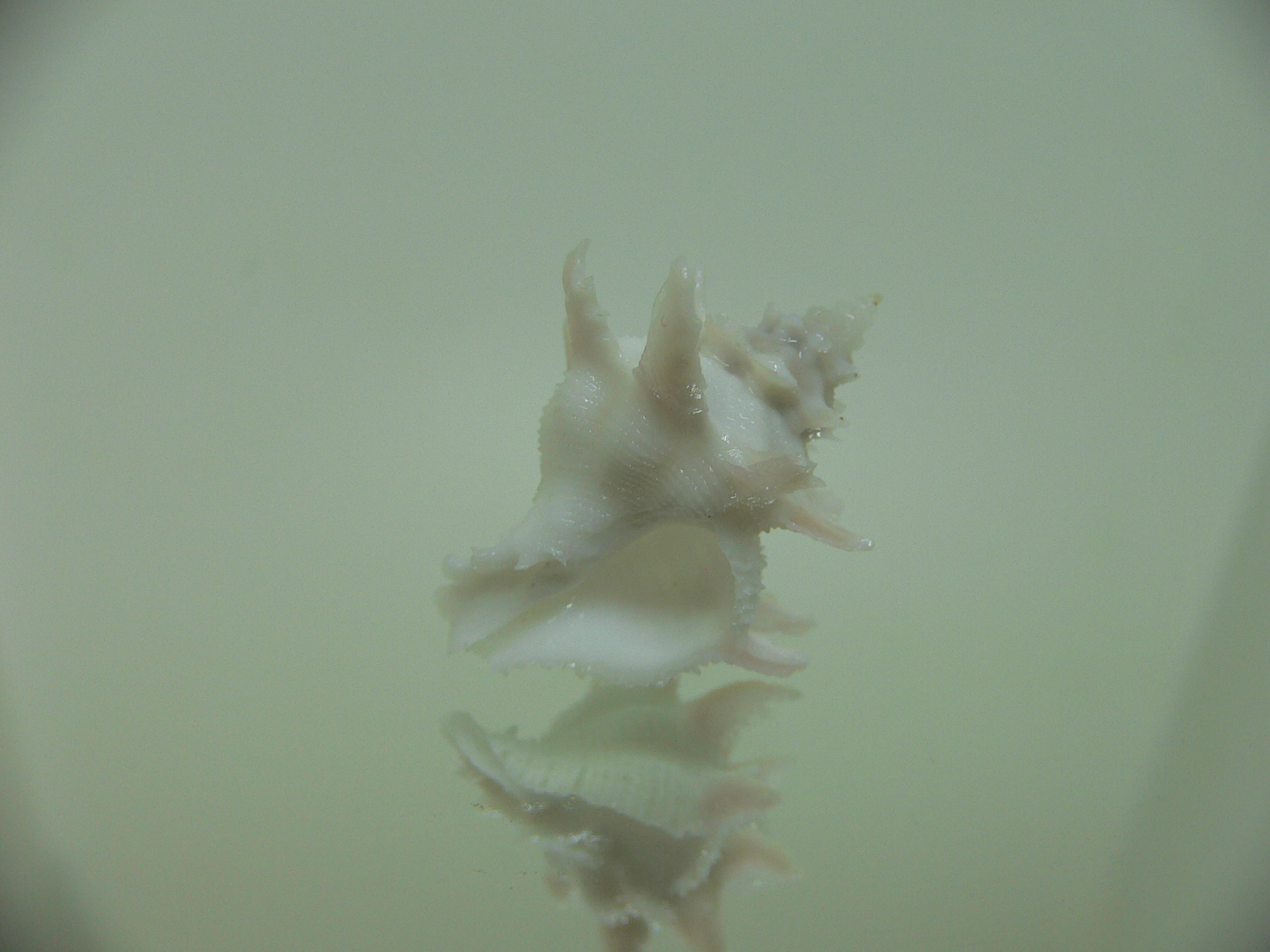 Babelomurex armatus LONG BRANCHES