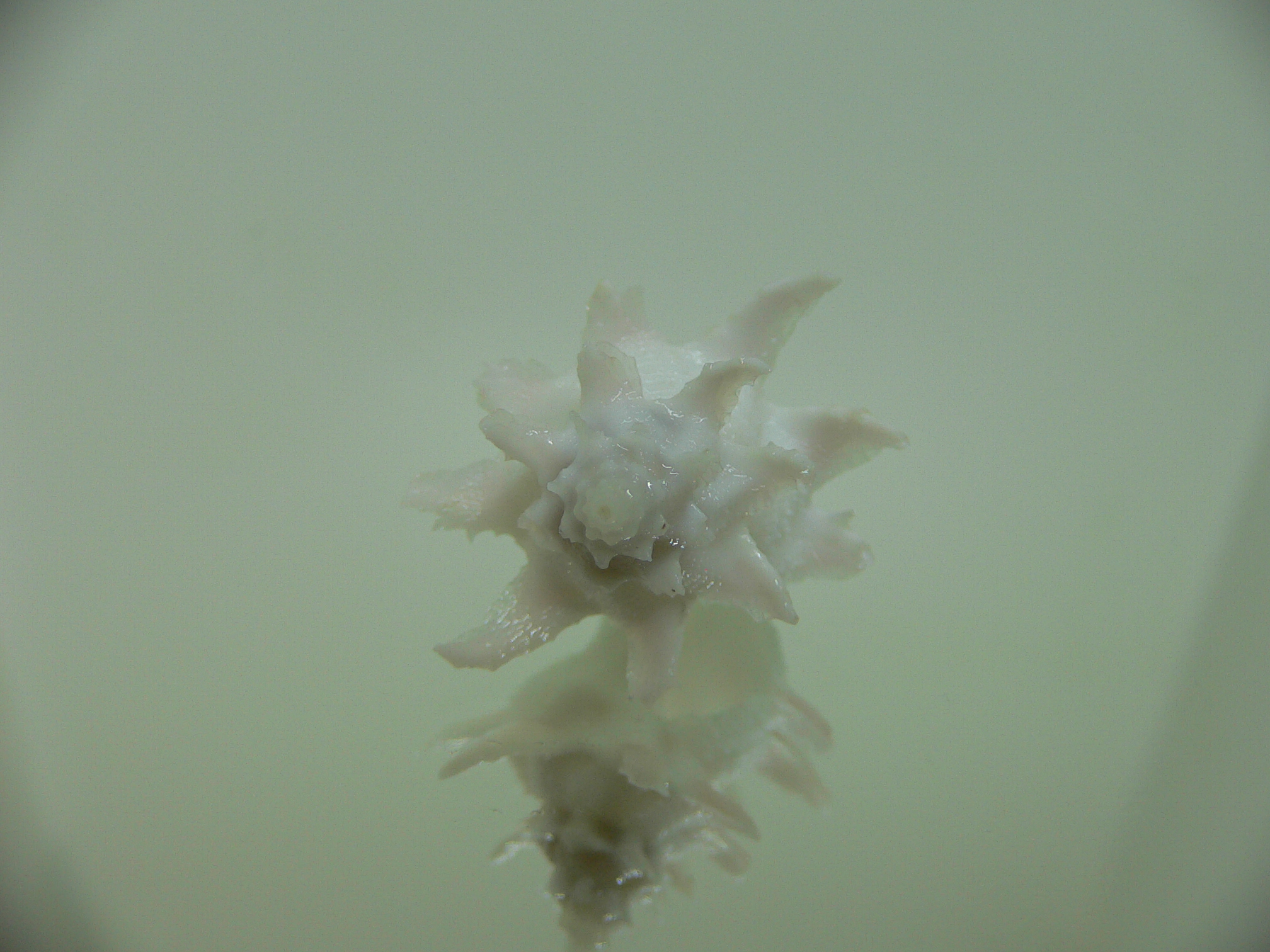 Babelomurex armatus LONG BRANCHES