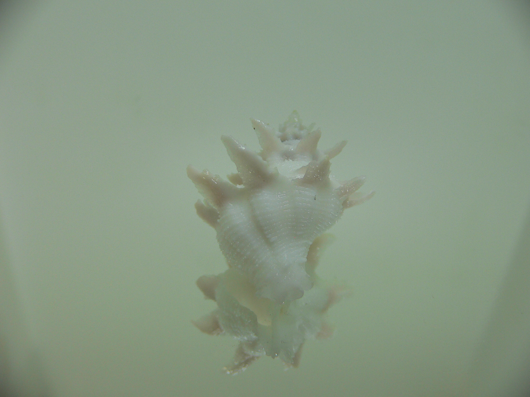 Babelomurex armatus LONG BRANCHES