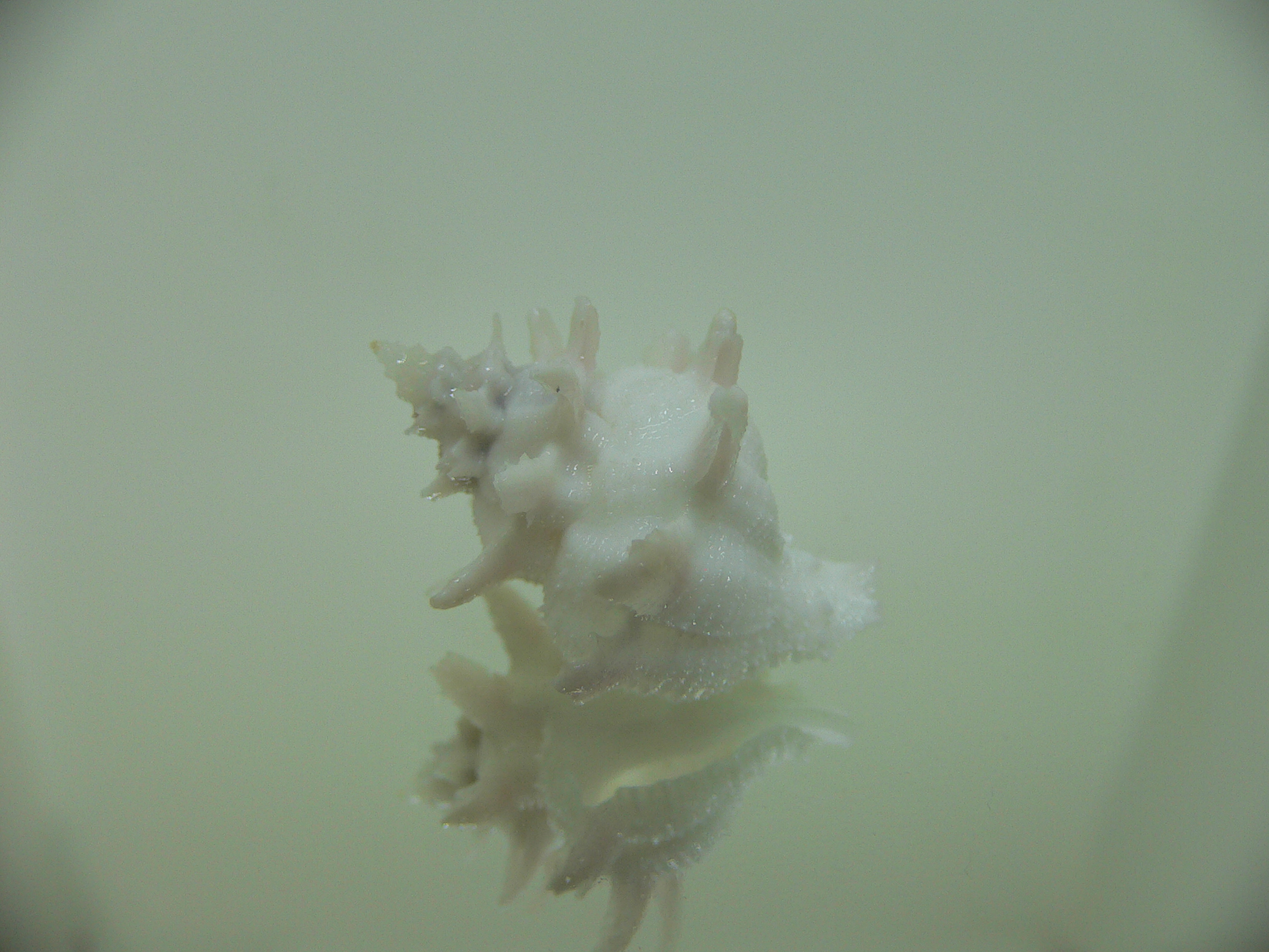 Babelomurex armatus LONG BRANCHES