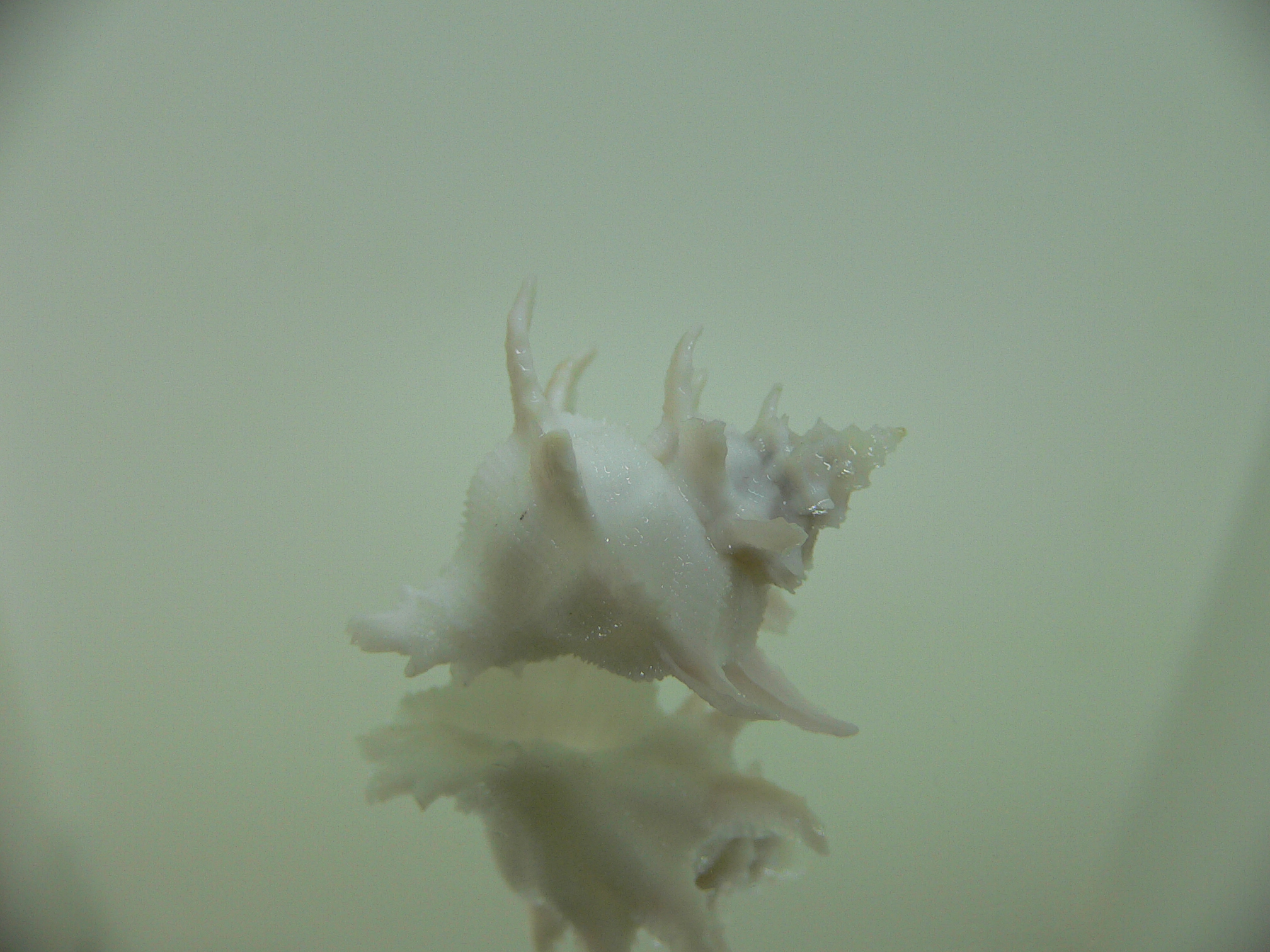 Babelomurex armatus LONG BRANCHES