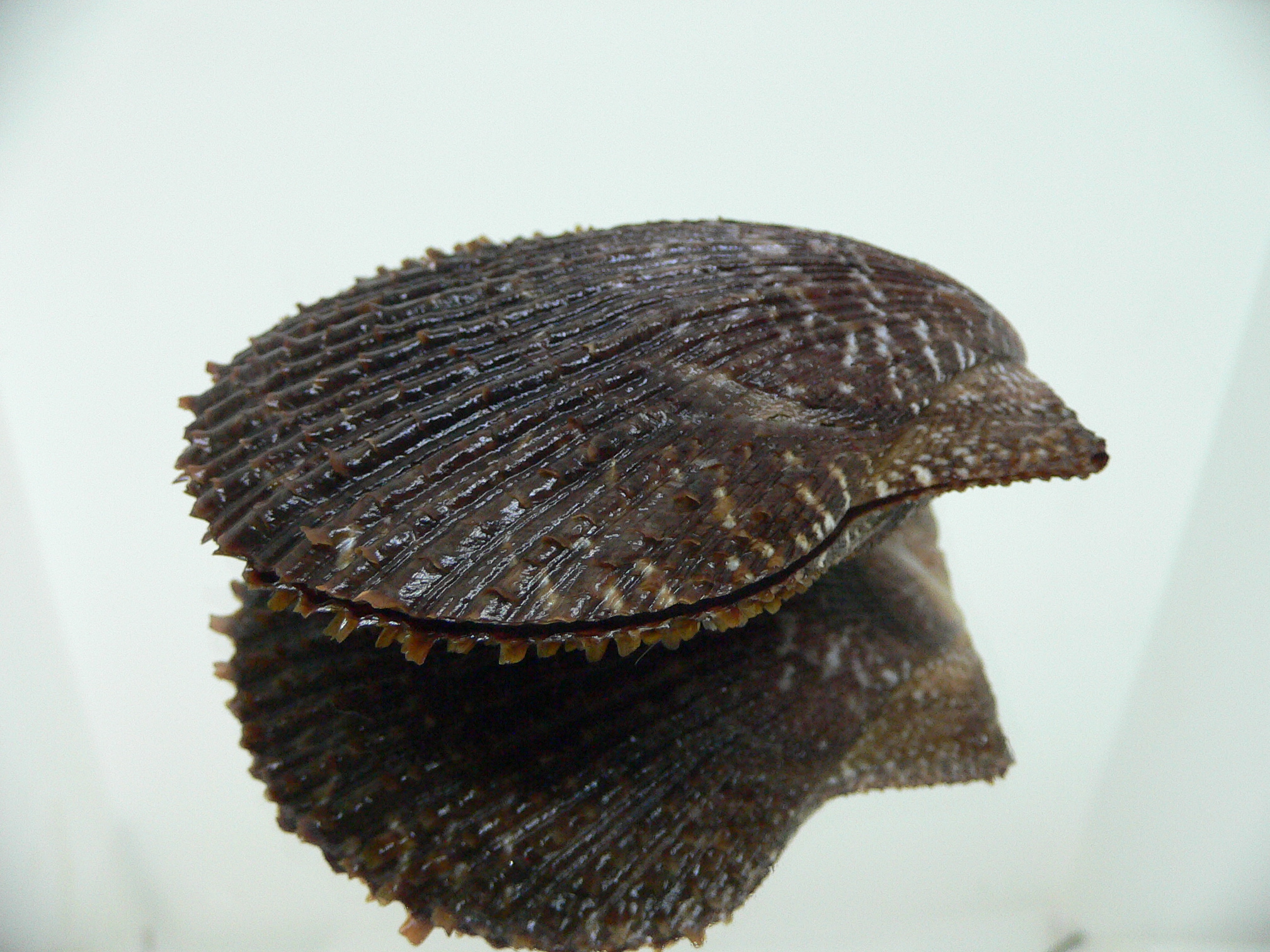 Chlamys farreri SPIKY