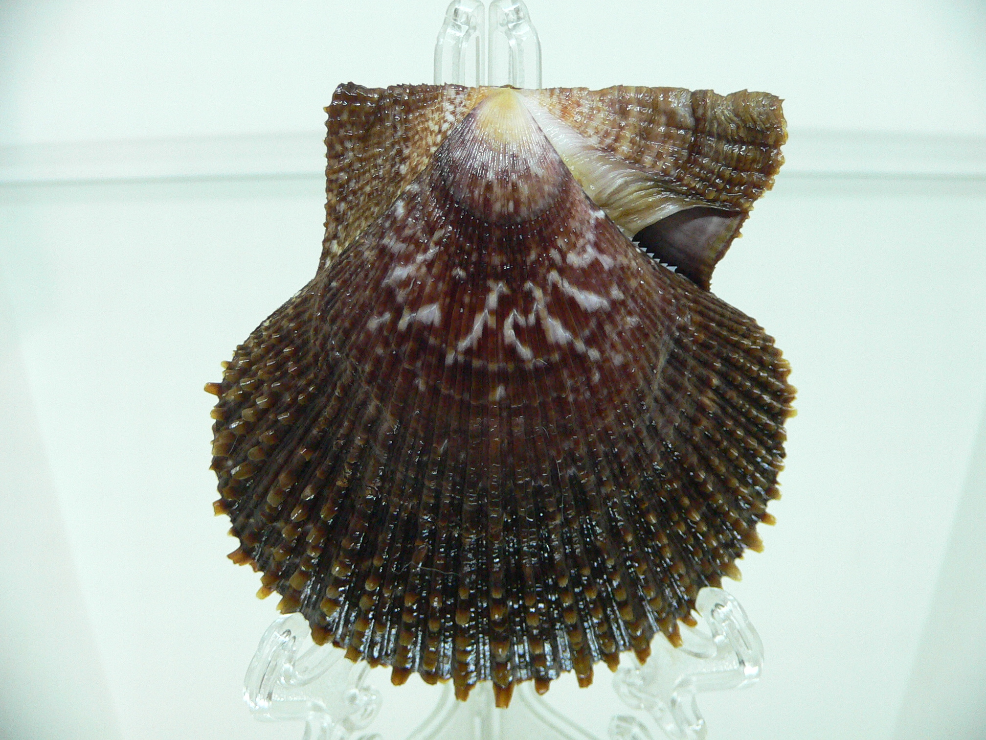 Chlamys farreri SPIKY