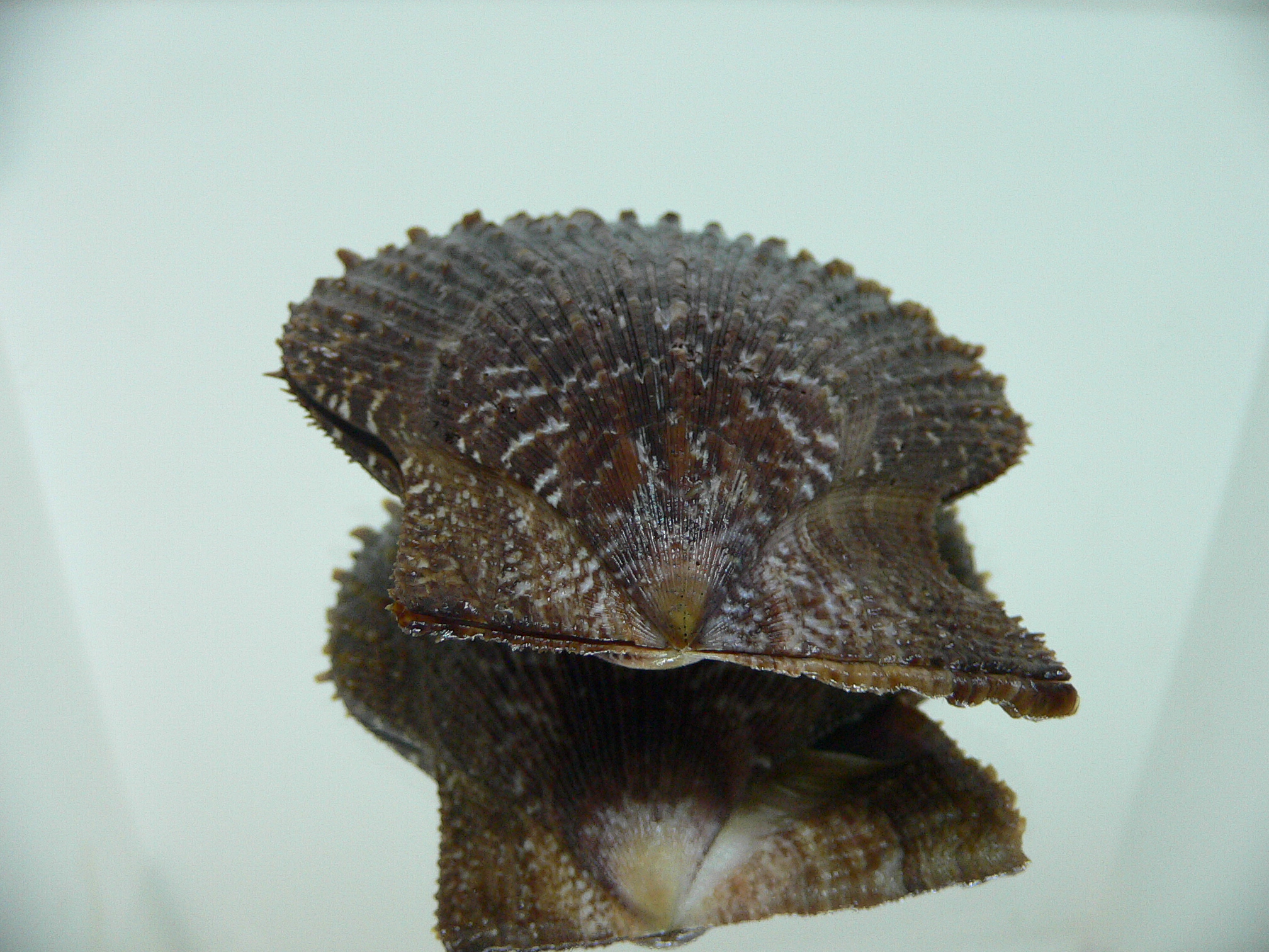 Chlamys farreri SPIKY