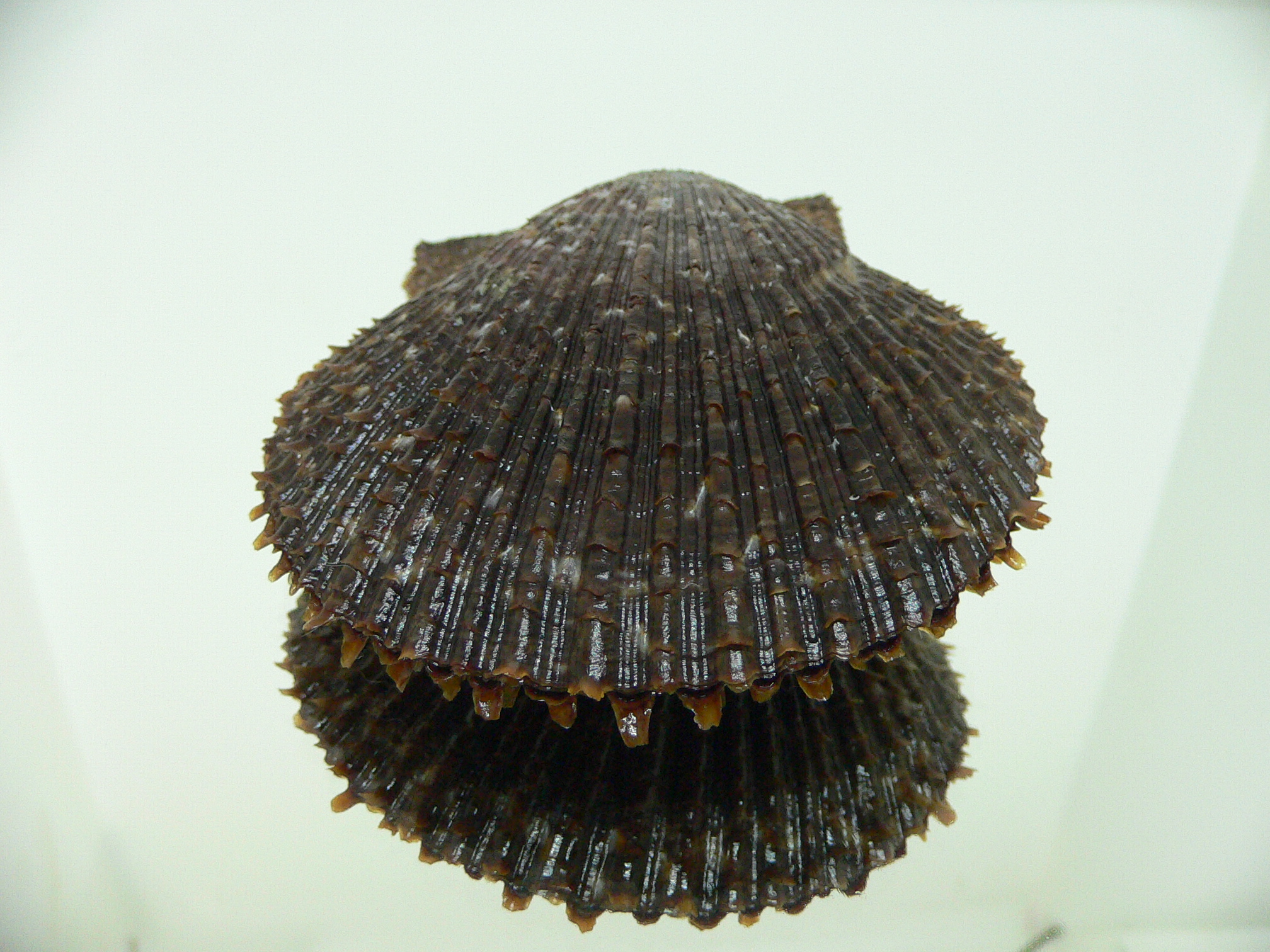 Chlamys farreri SPIKY