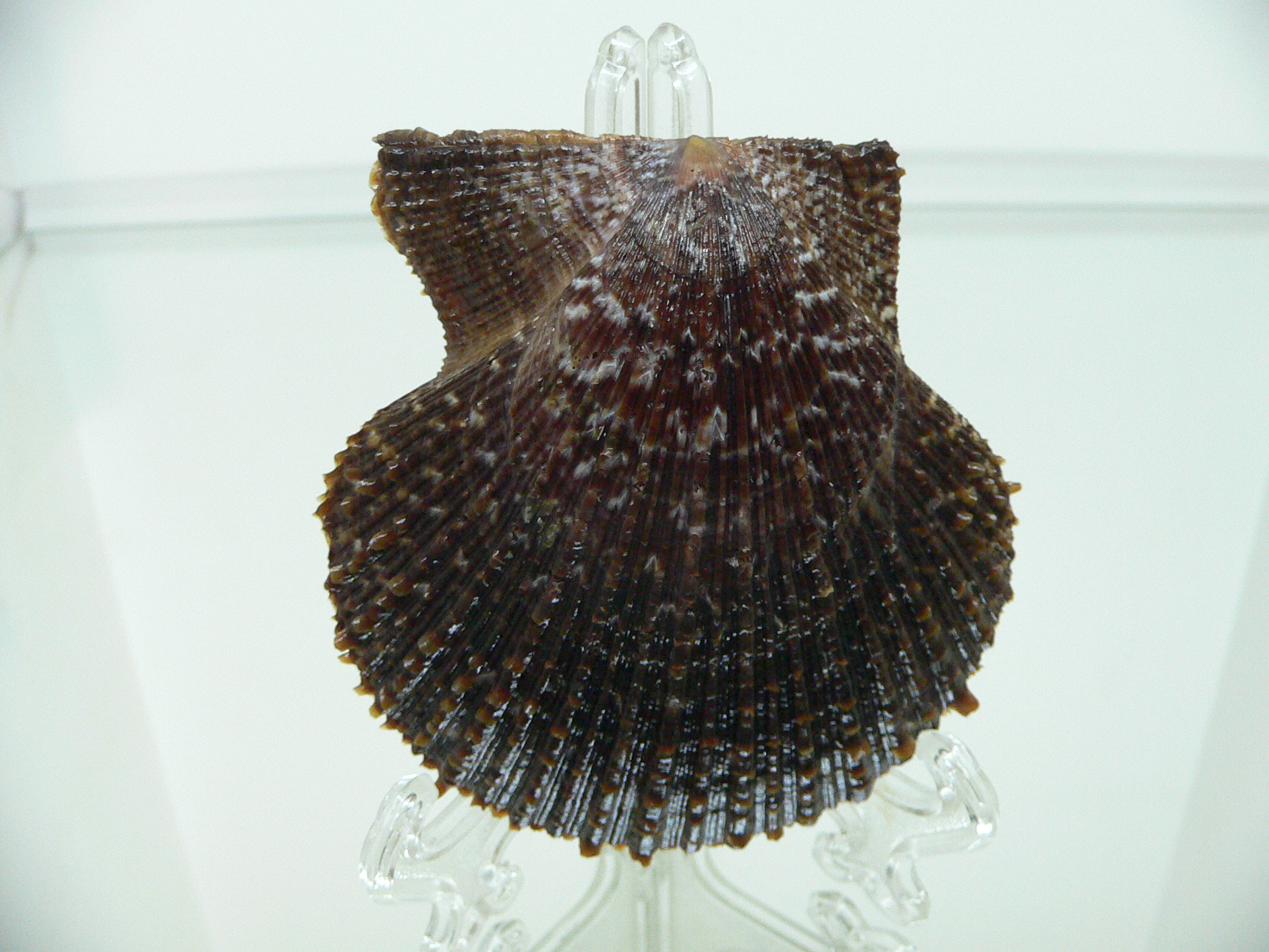 Chlamys farreri SPIKY