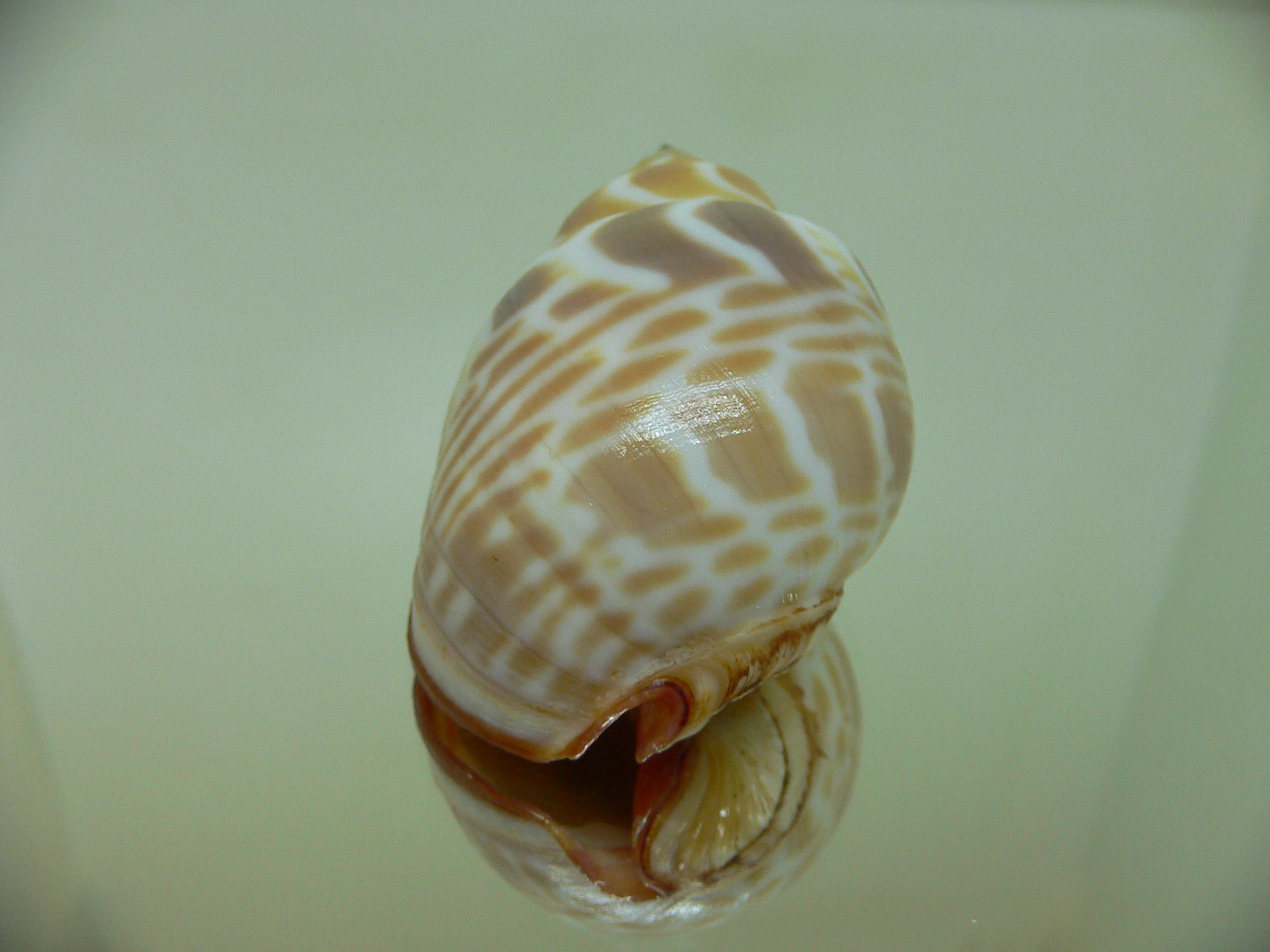 Babylonia rubroaurantiaca RED