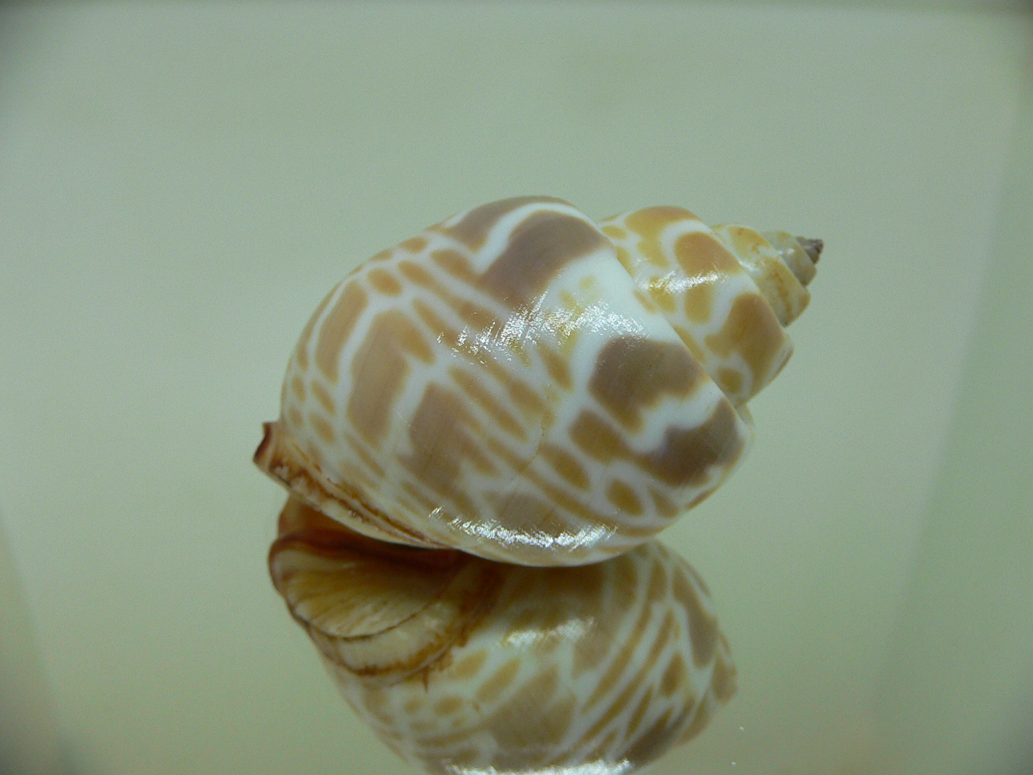 Babylonia rubroaurantiaca RED