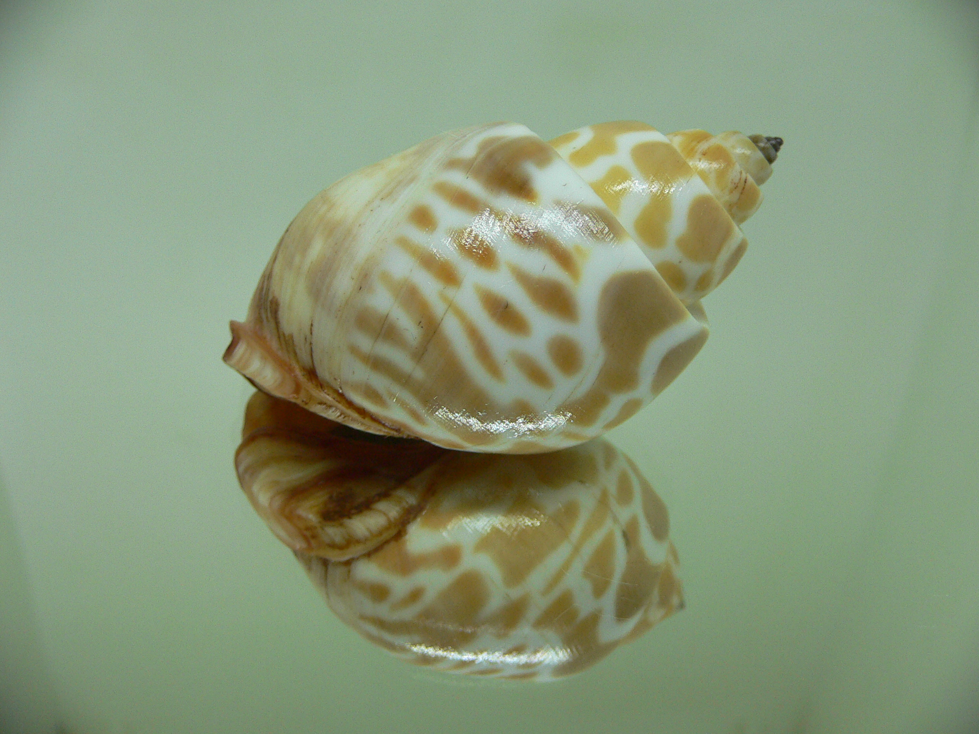 Babylonia rubroaurantiaca RUSTY