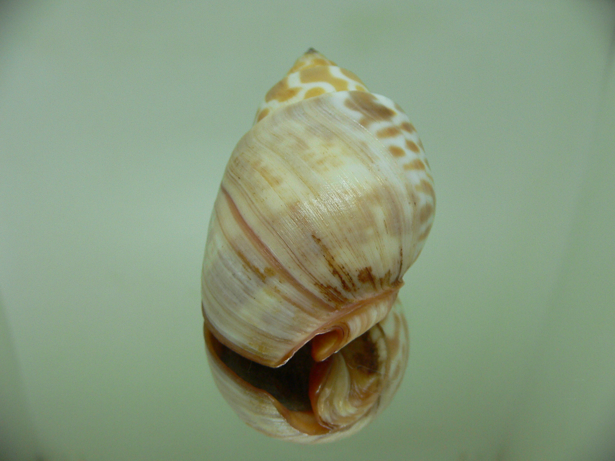 Babylonia rubroaurantiaca RUSTY