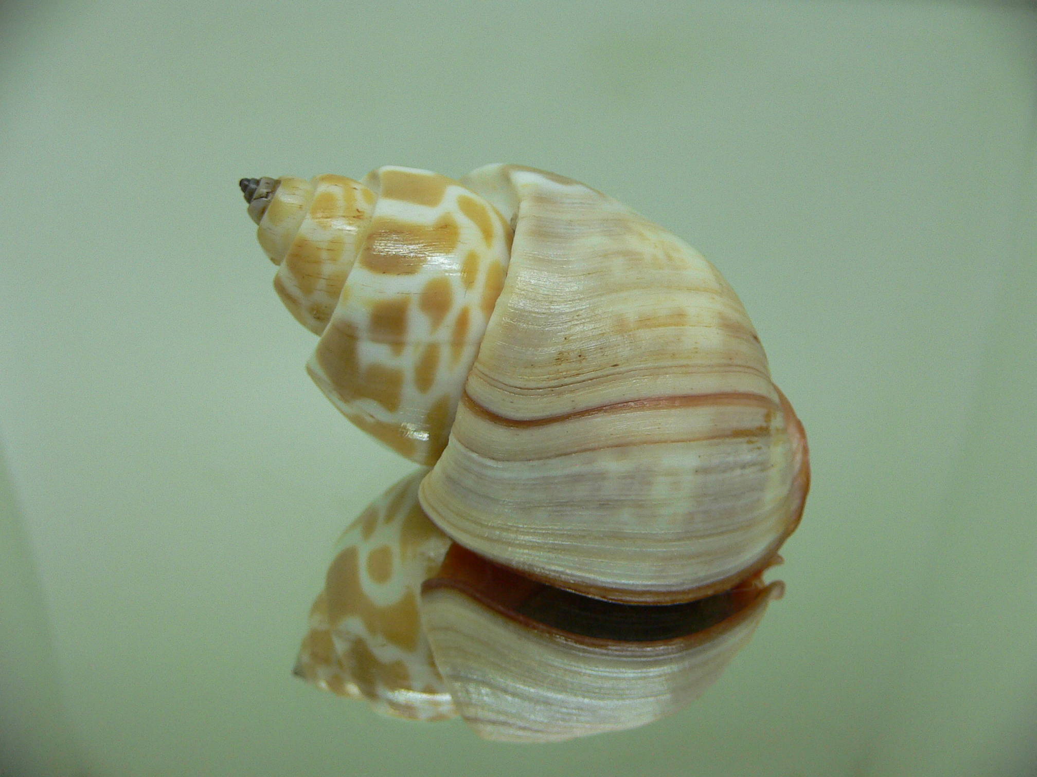 Babylonia rubroaurantiaca RUSTY