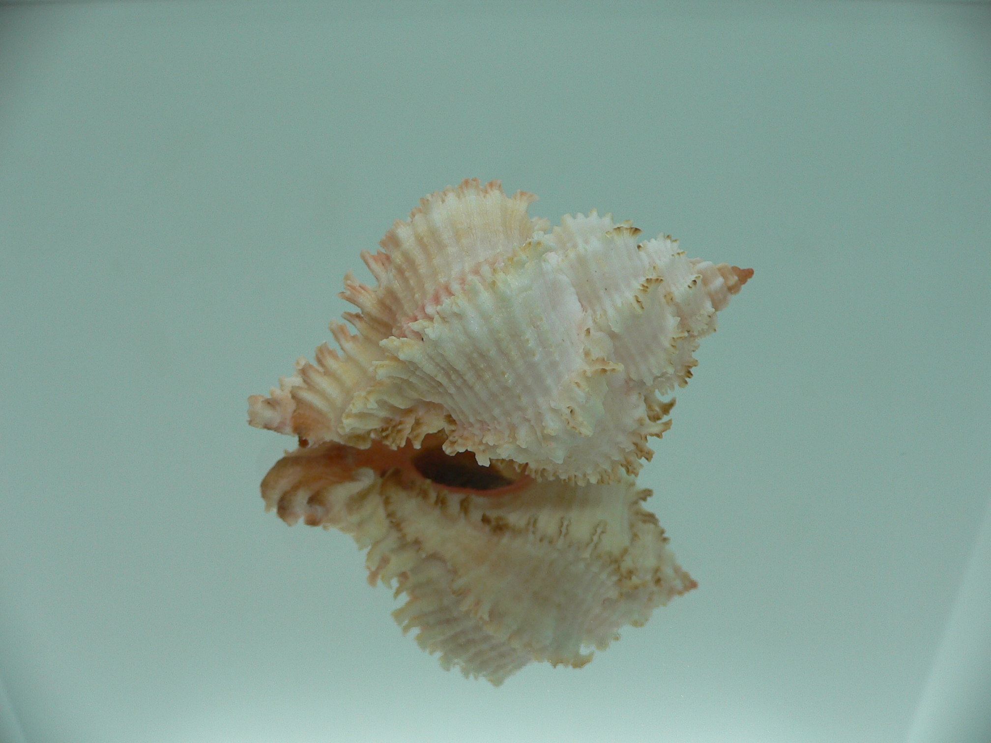 Hexaplex stainforthi RARE ENDEMIC ALBINISTIC FORM