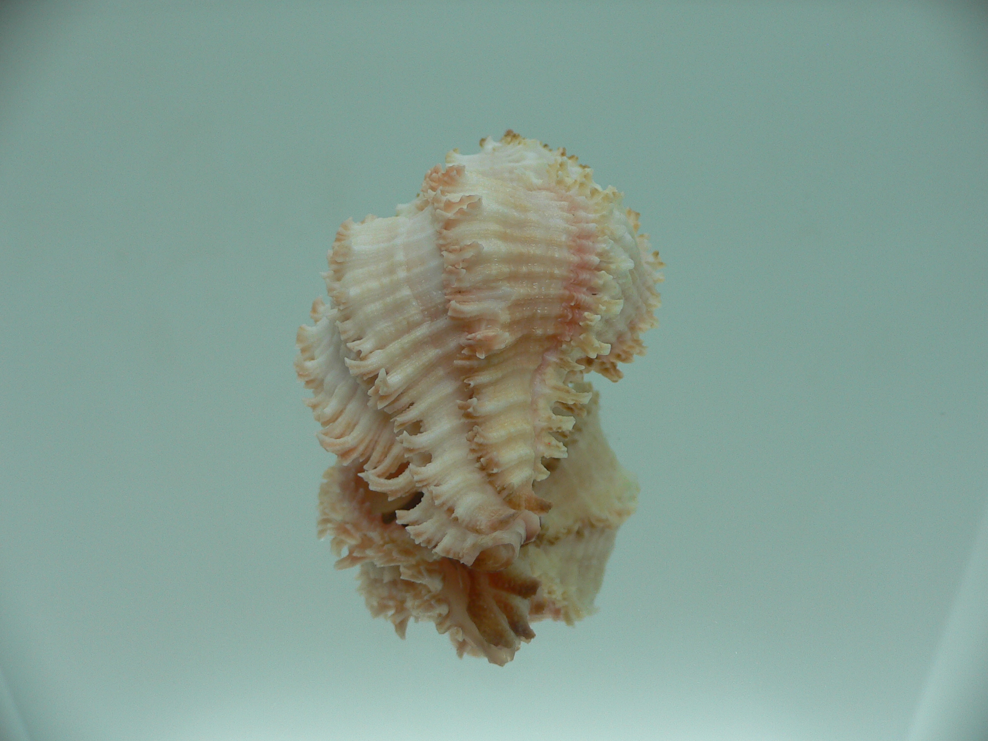 Hexaplex stainforthi RARE ENDEMIC ALBINISTIC FORM