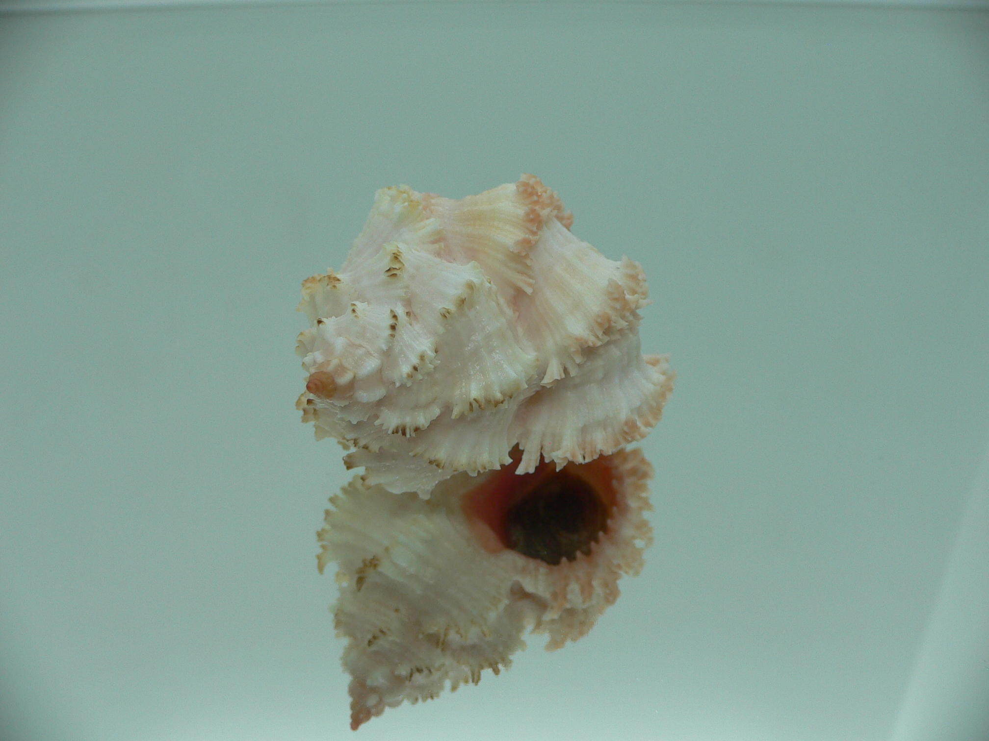 Hexaplex stainforthi RARE ENDEMIC ALBINISTIC FORM