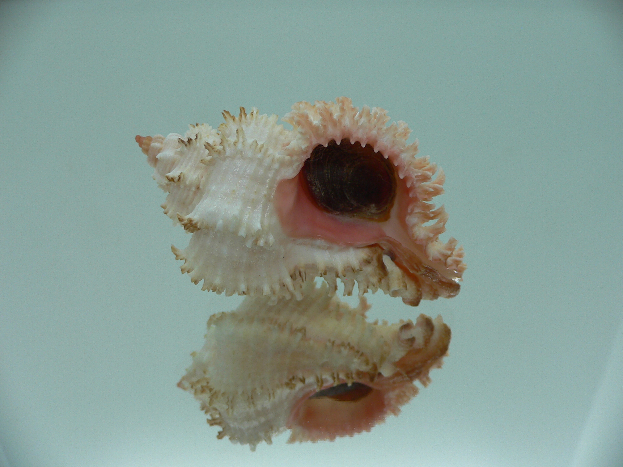Hexaplex stainforthi RARE ENDEMIC ALBINISTIC FORM
