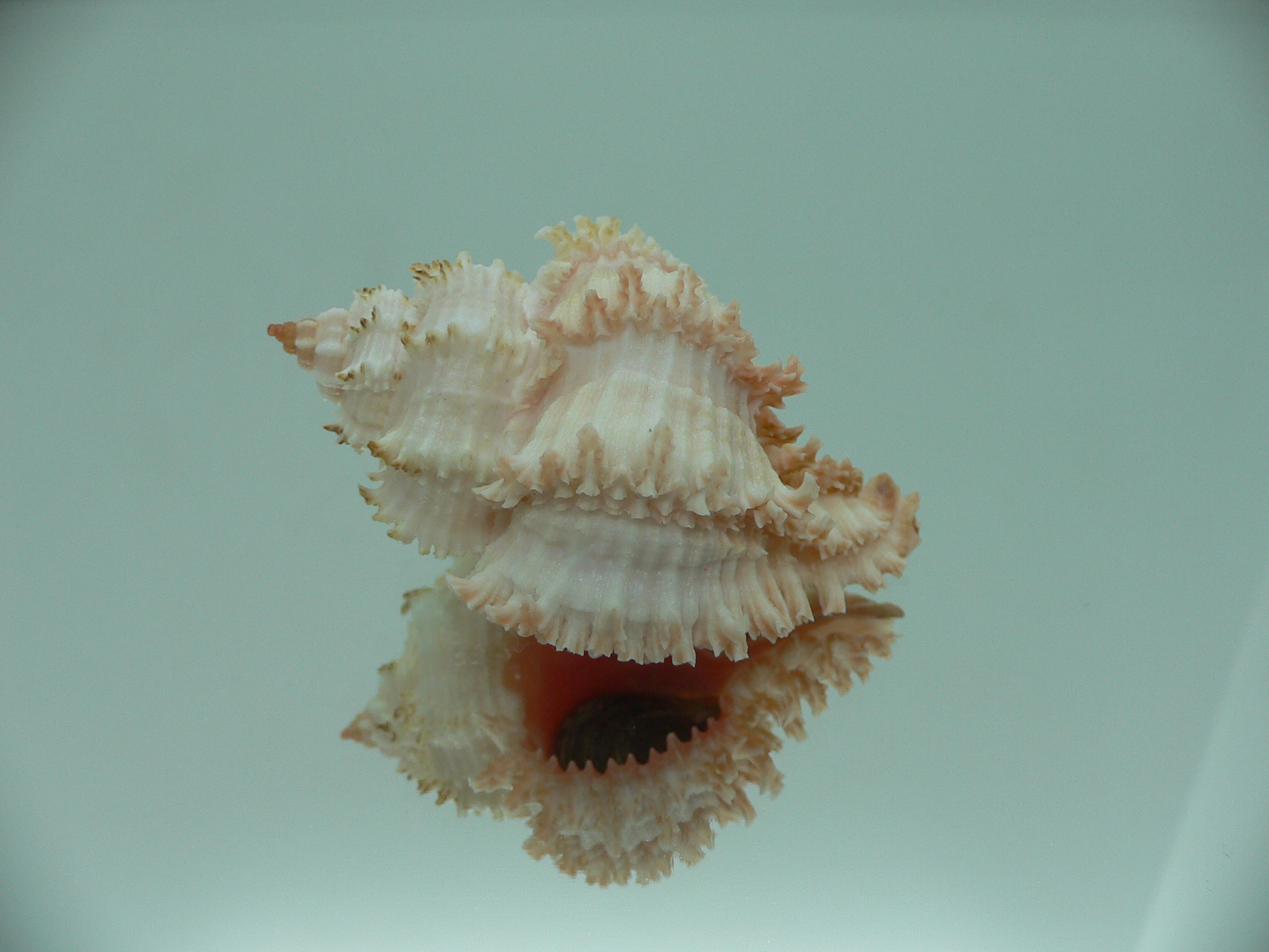 Hexaplex stainforthi RARE ENDEMIC ALBINISTIC FORM