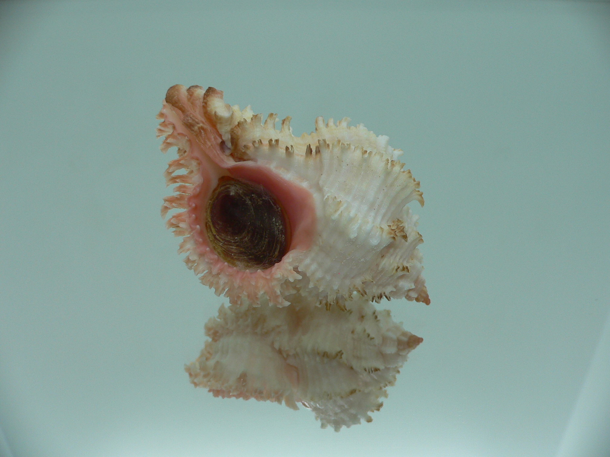 Hexaplex stainforthi RARE ENDEMIC ALBINISTIC FORM