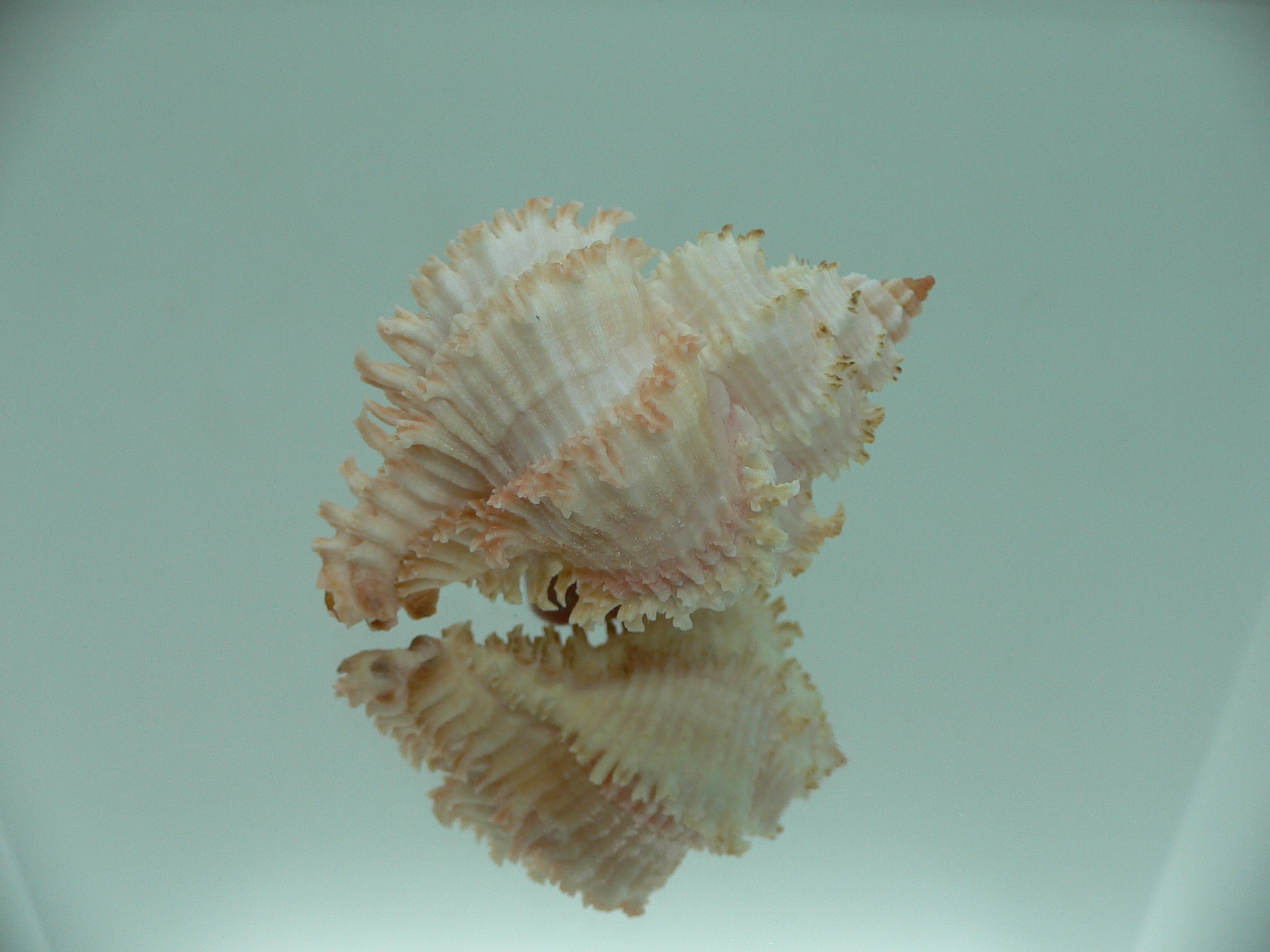Hexaplex stainforthi RARE ENDEMIC ALBINISTIC FORM
