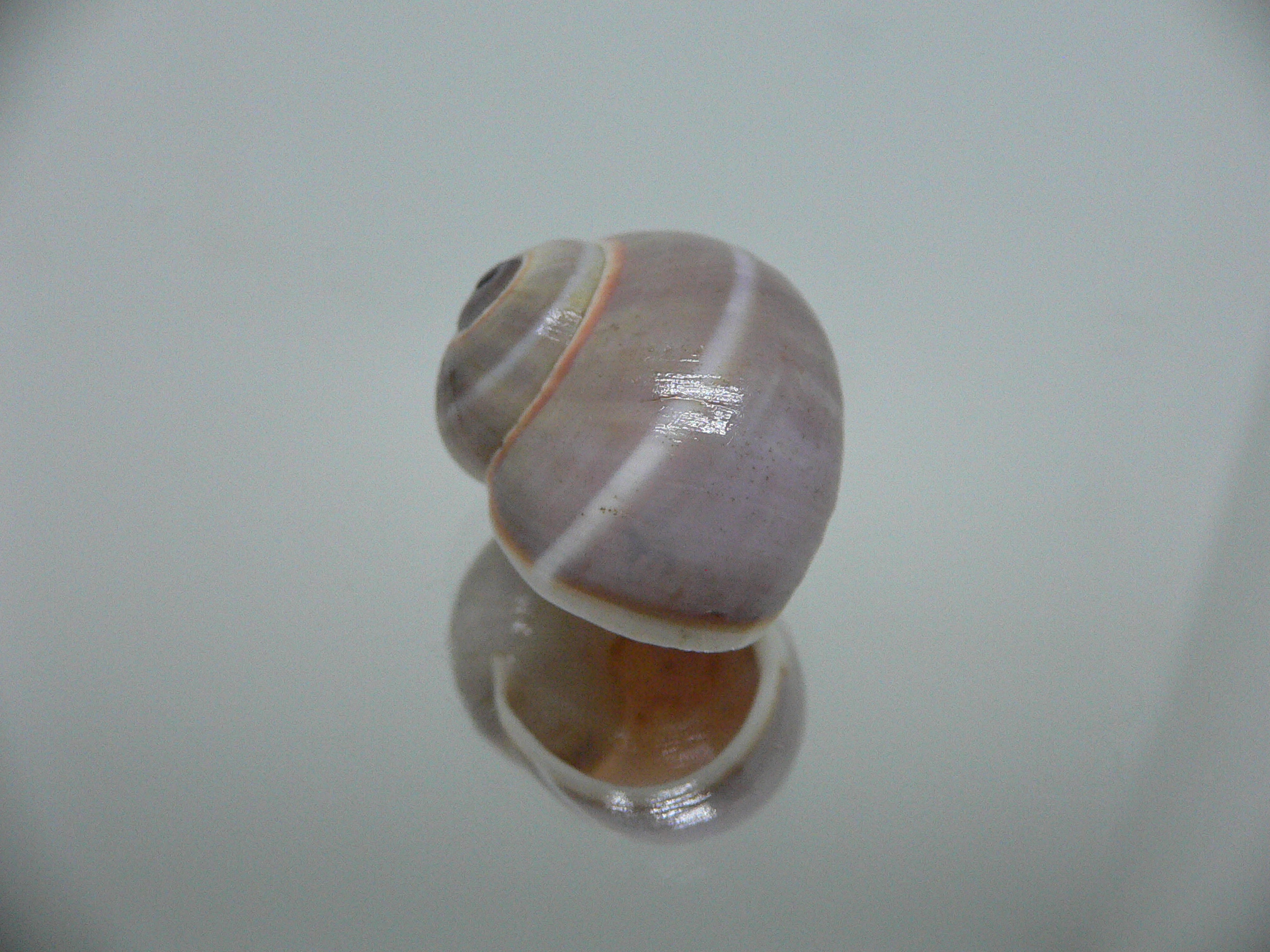 Polymita venusta olivacea SUPER