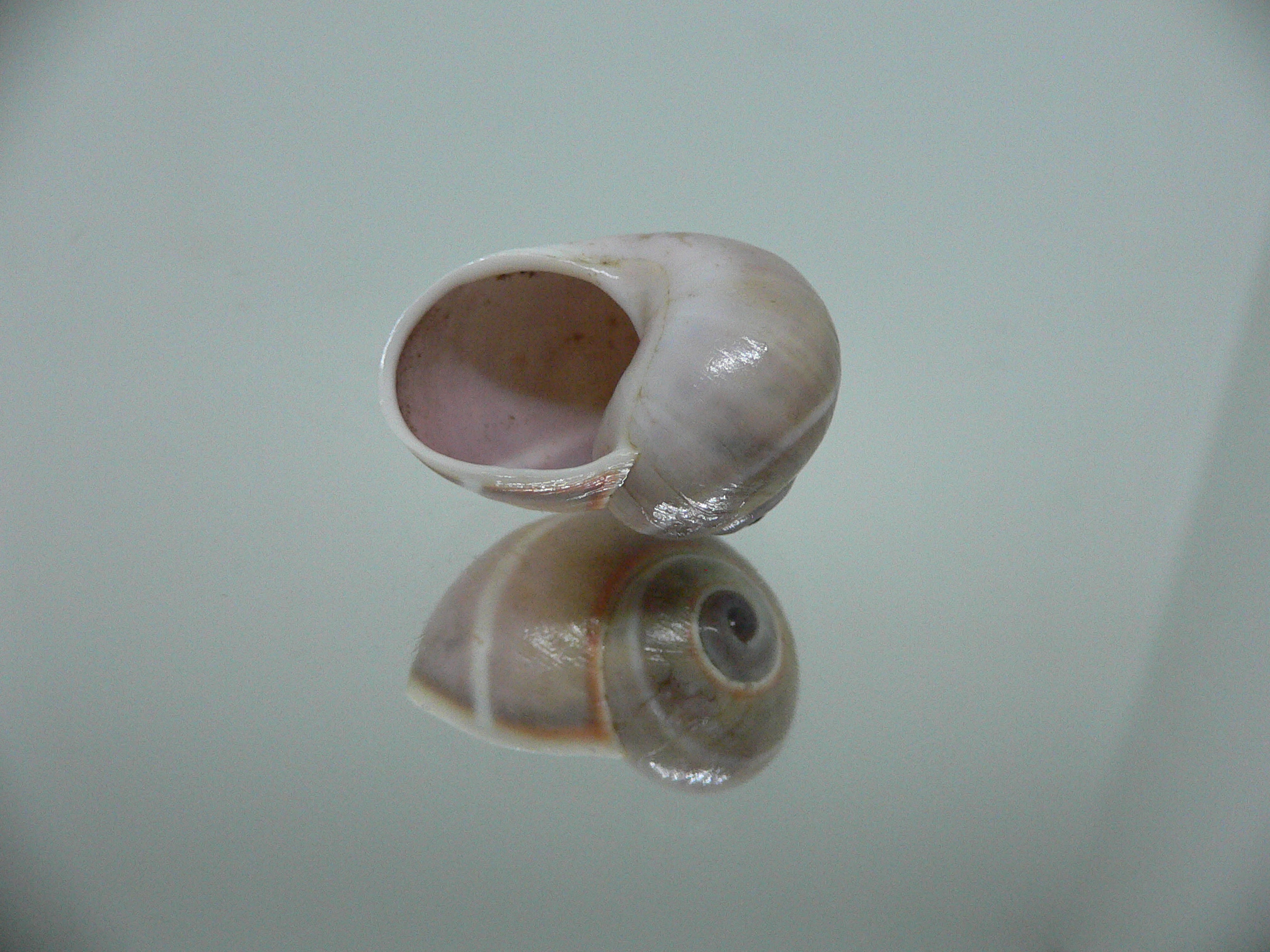 Polymita venusta olivacea SUPER